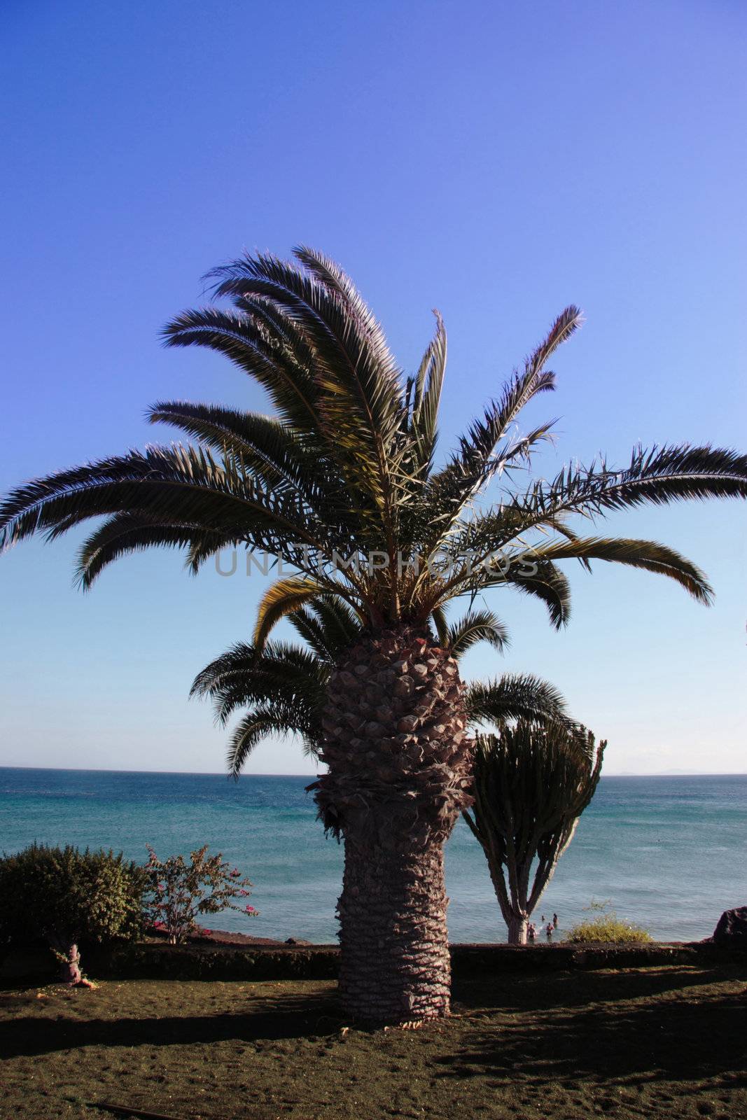 a lanzarote beach with palm tree