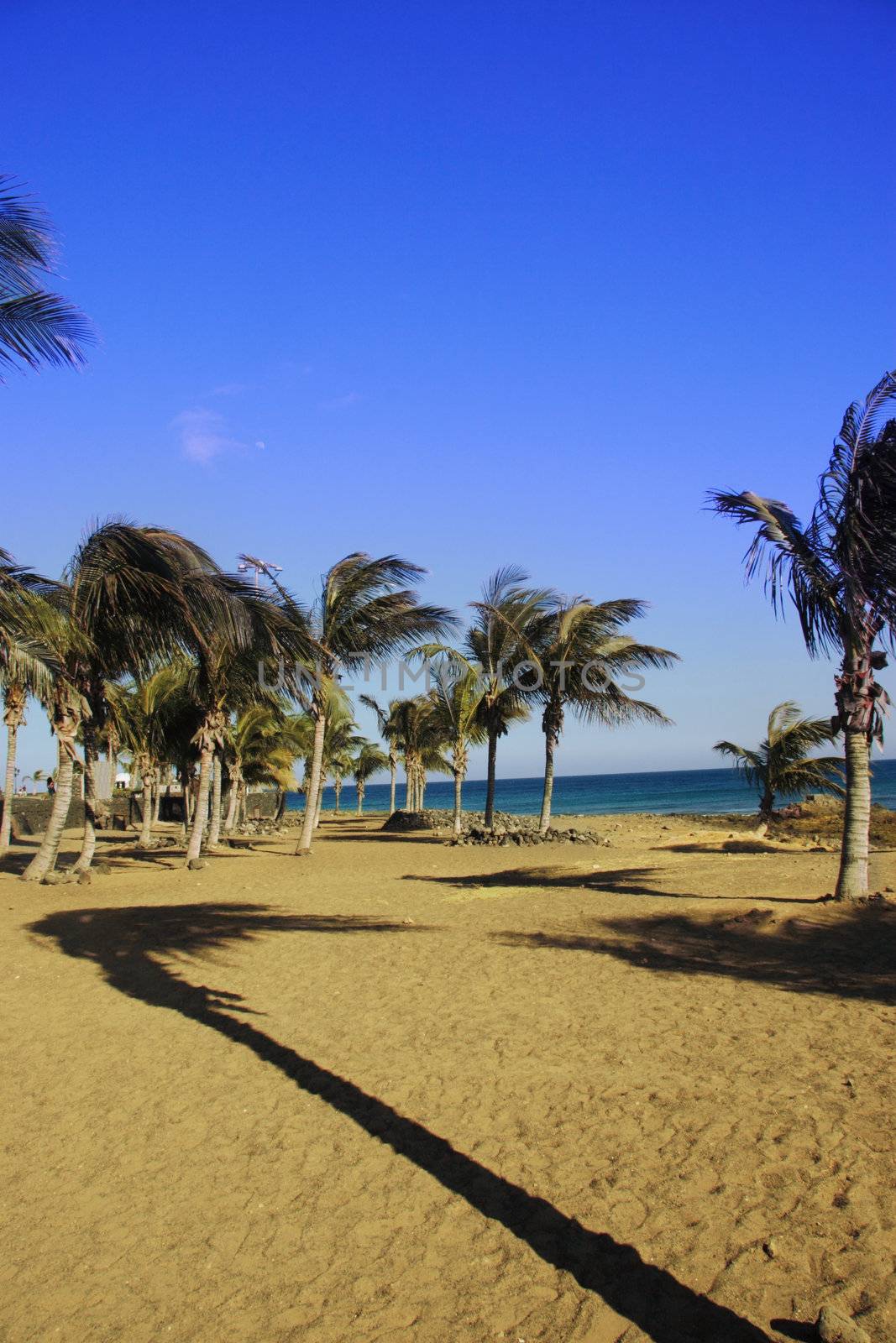 a lanzarote beach with palm tree