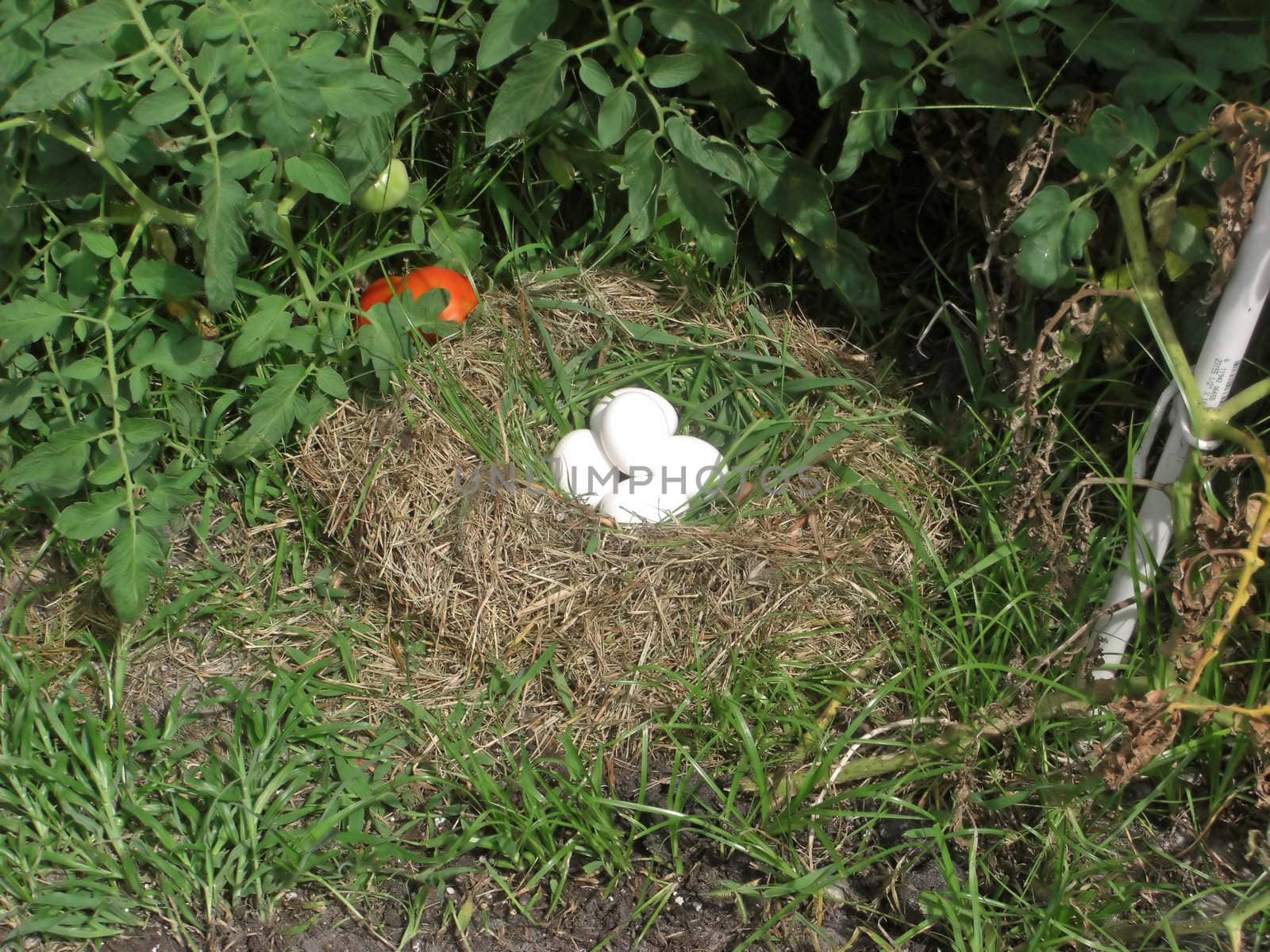 A nest with five eggs is neatly tucked in and amongst a bush of tomato plants.