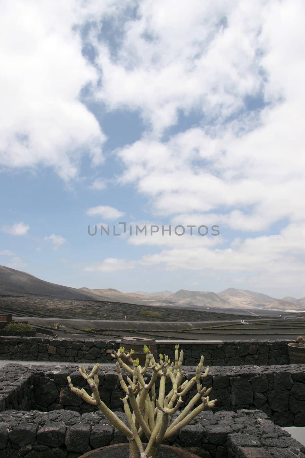 a vineyard in the wine region of lanzarote