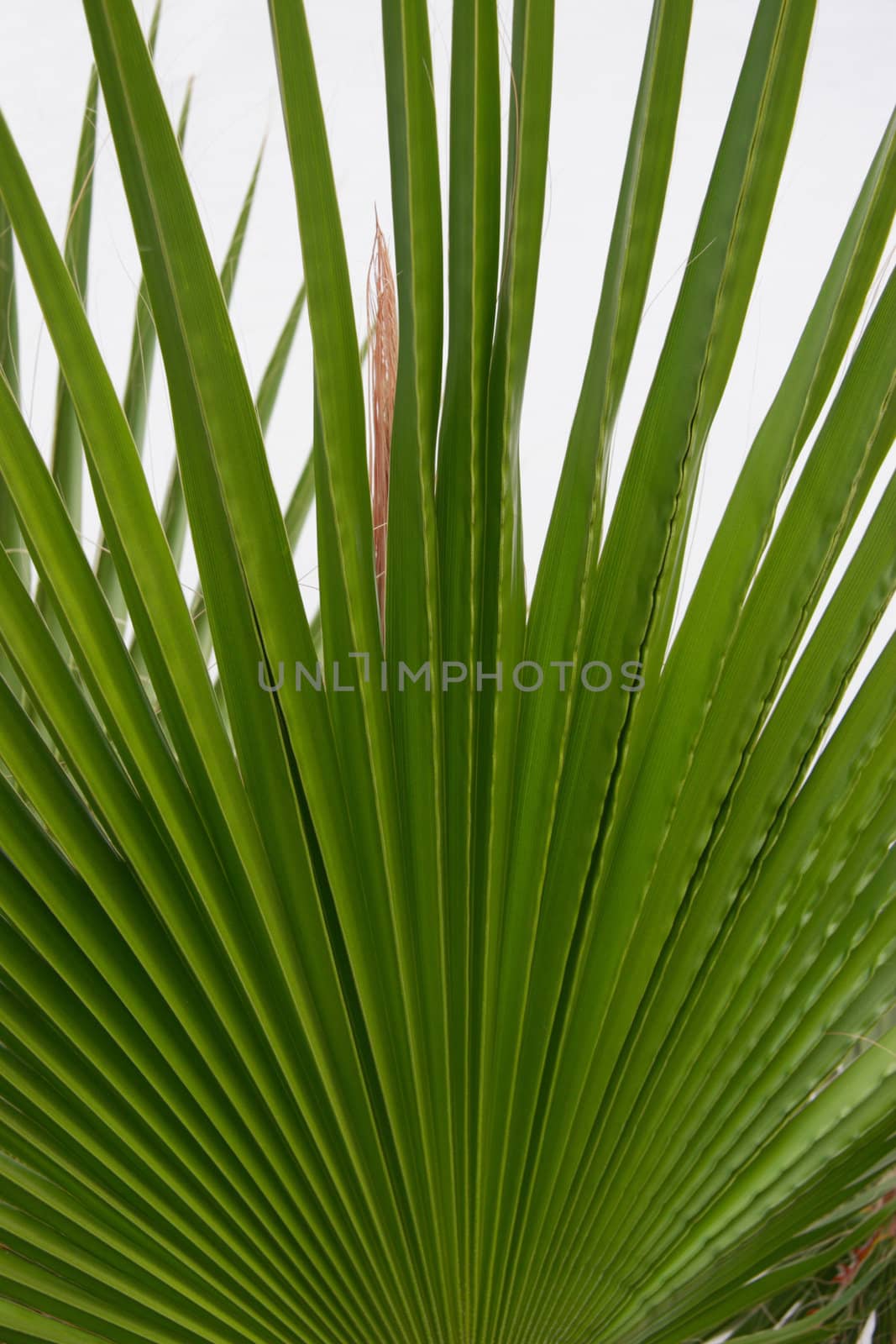 plant like a fan with white background