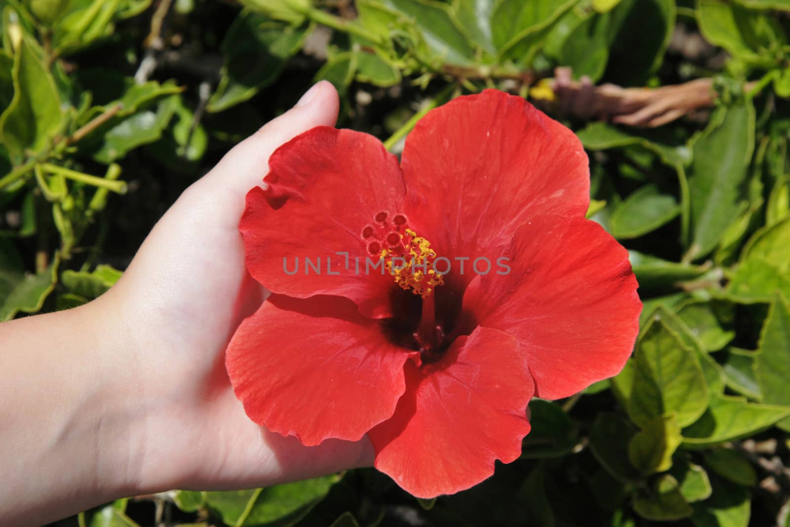 a flower on a path in lanzarote