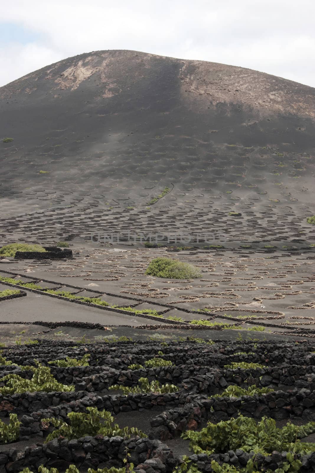 a vineyard in the wine region of lanzarote