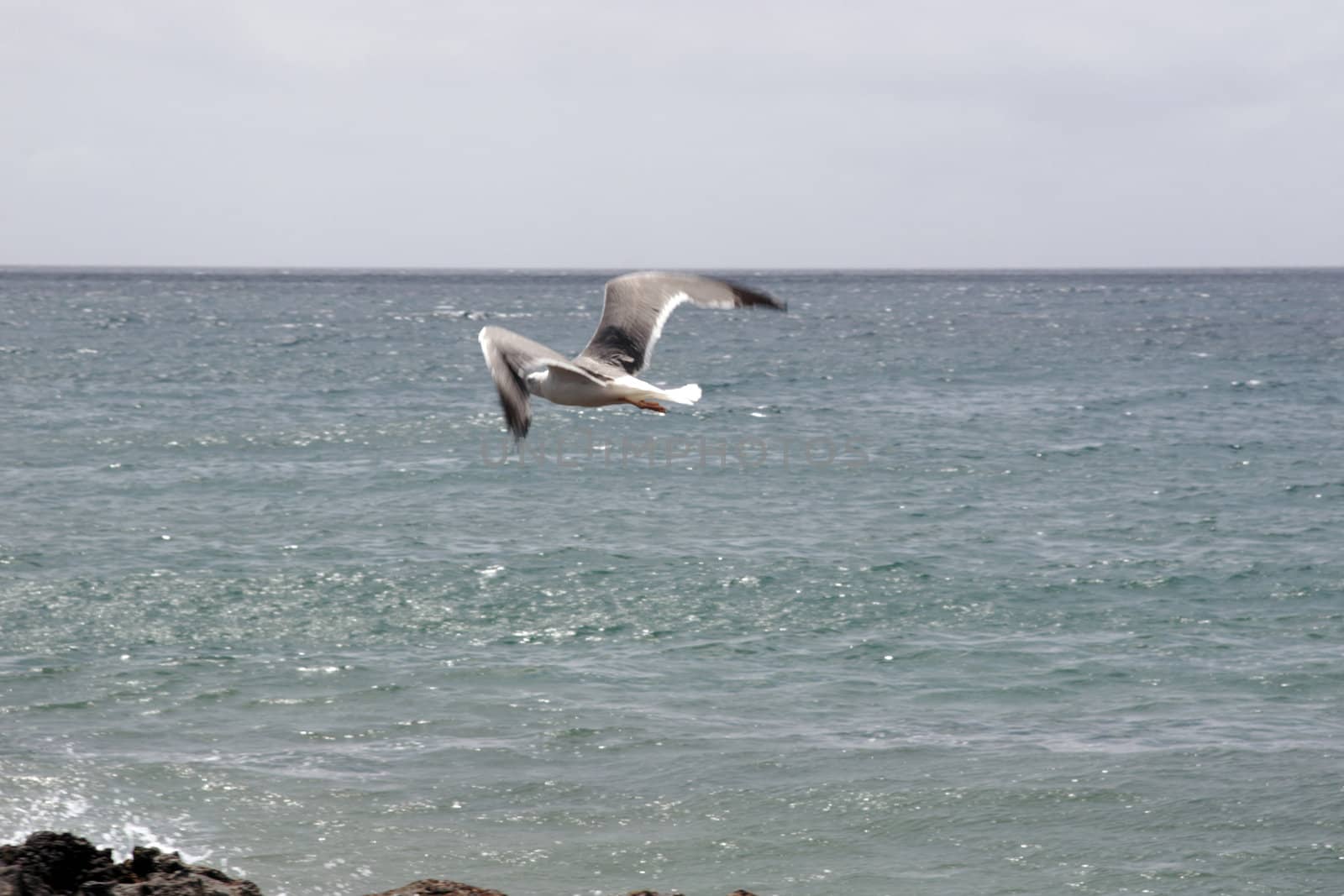 a seagull in flight over the sea