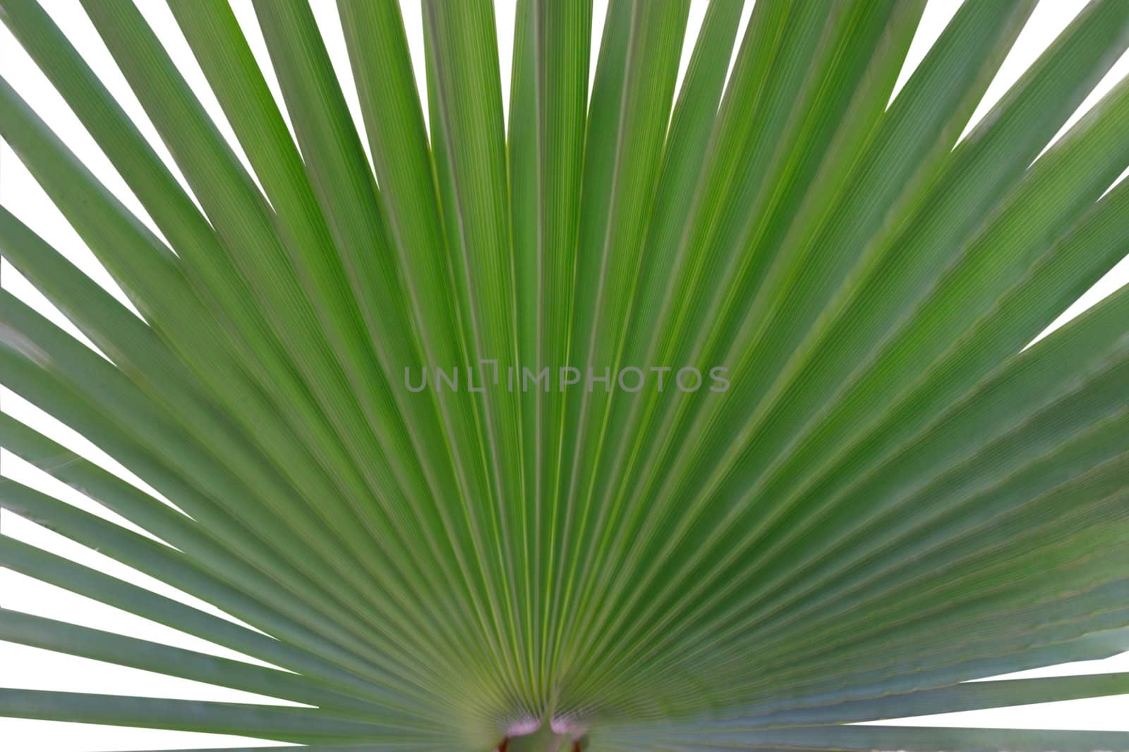 plant like a fan with white background