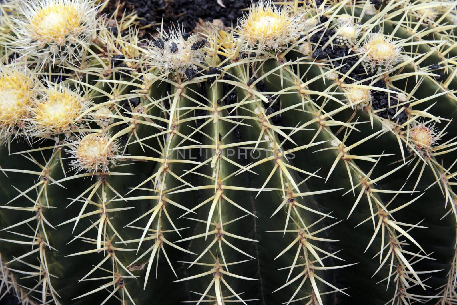 a close up of a round cactus