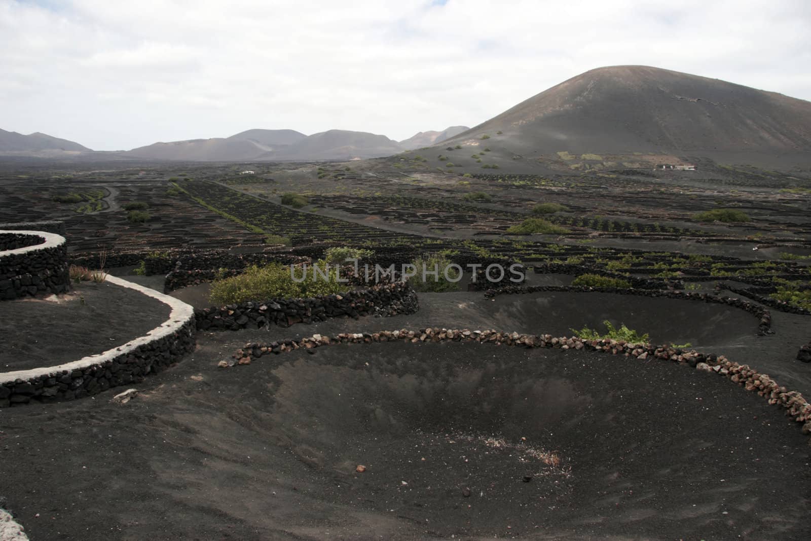 a vineyard in the wine region of lanzarote