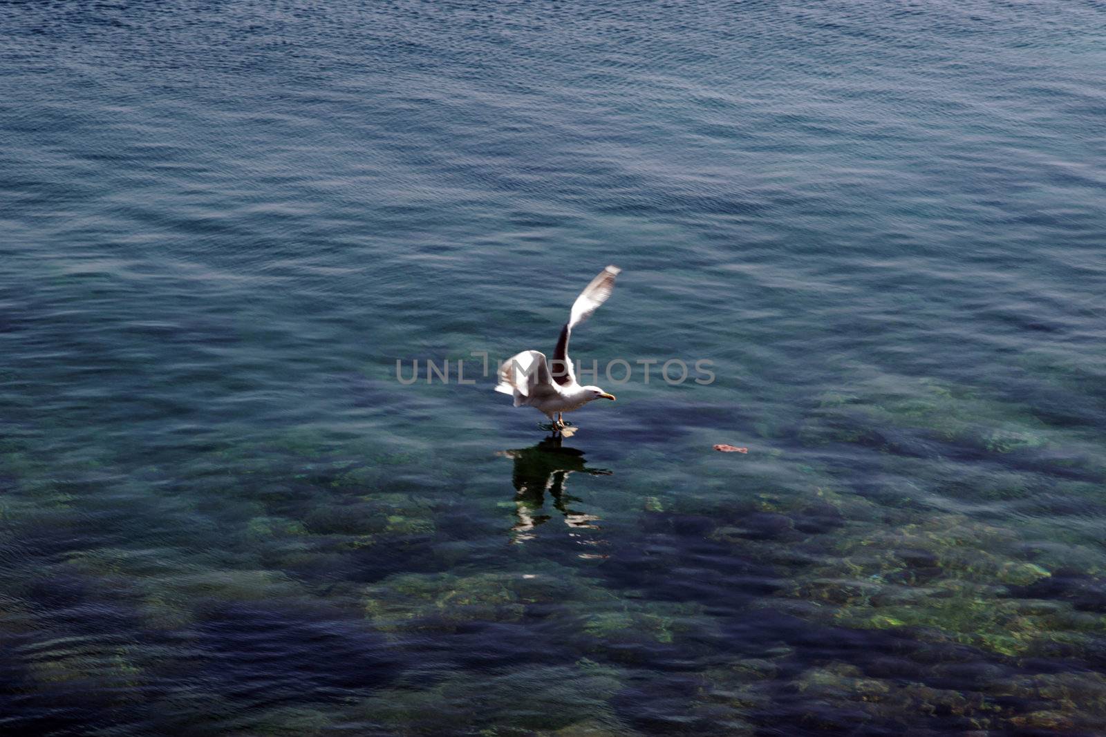 a seagull swooping down for a feed