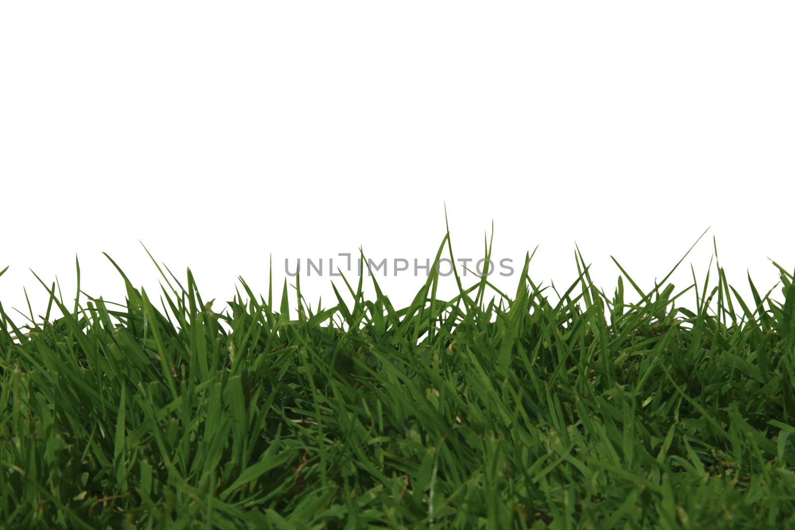 green grass growing against a white background