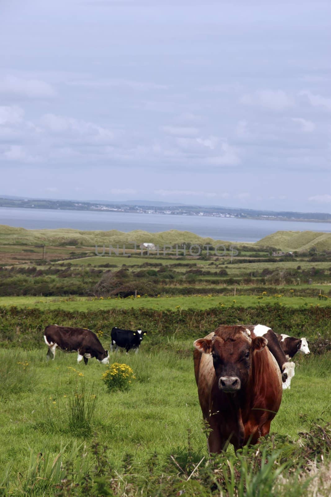 in a rich and beautiful irish farmland