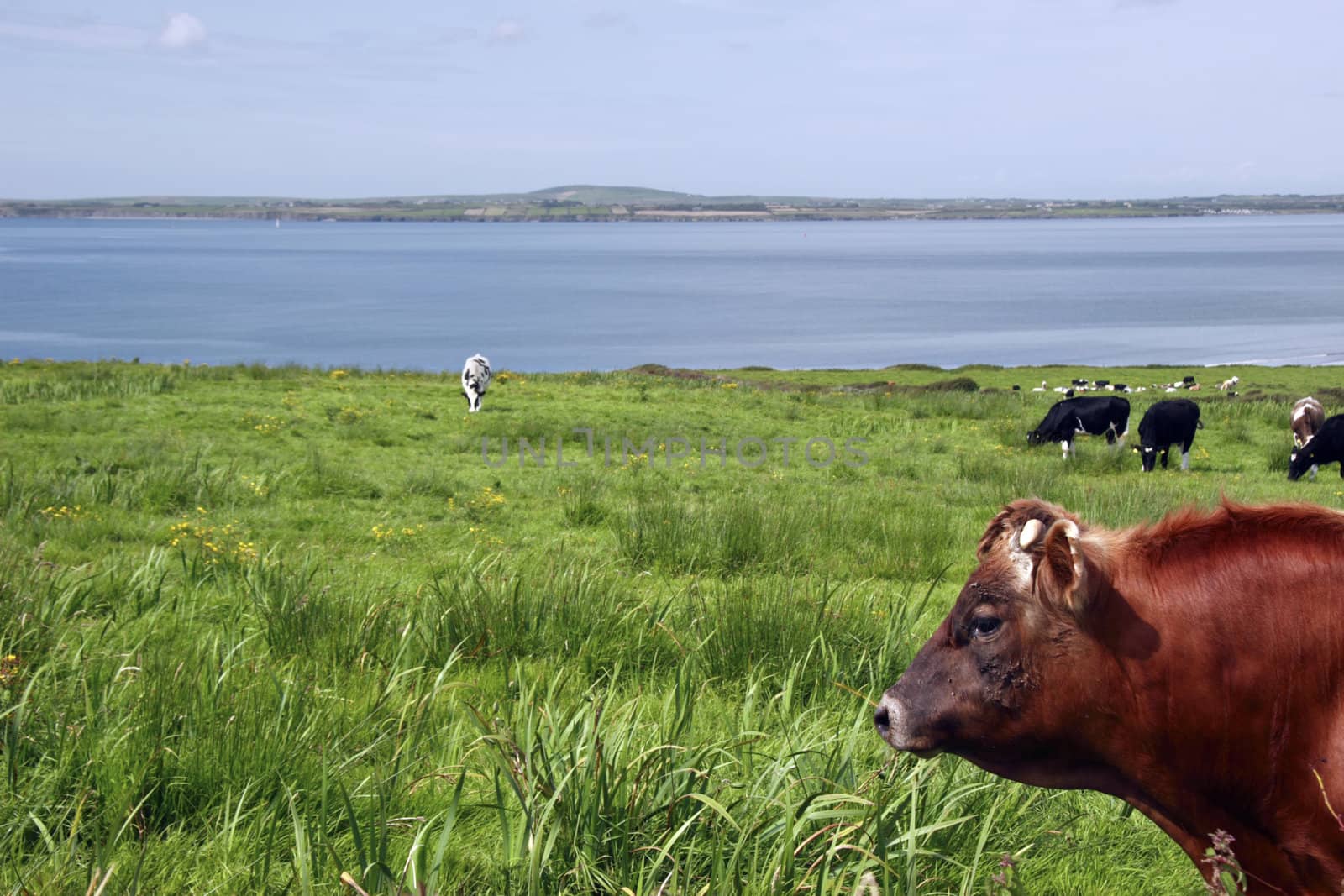 in a rich and beautiful irish farmland