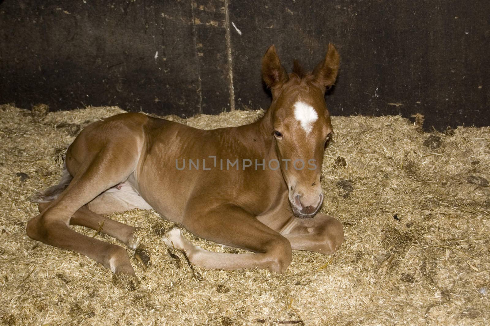 new born foal by ladyminnie