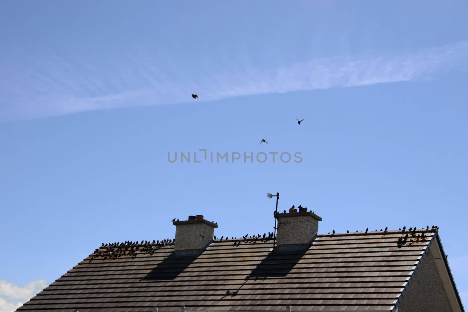 a gathering of birds on a roof