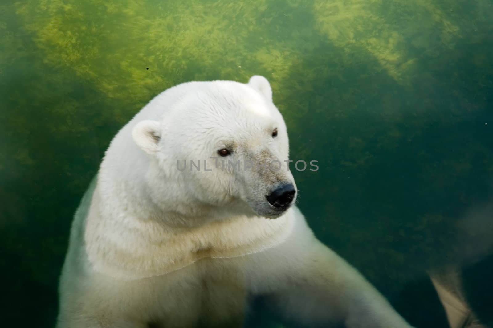 Polar bear in pool of a zoo
