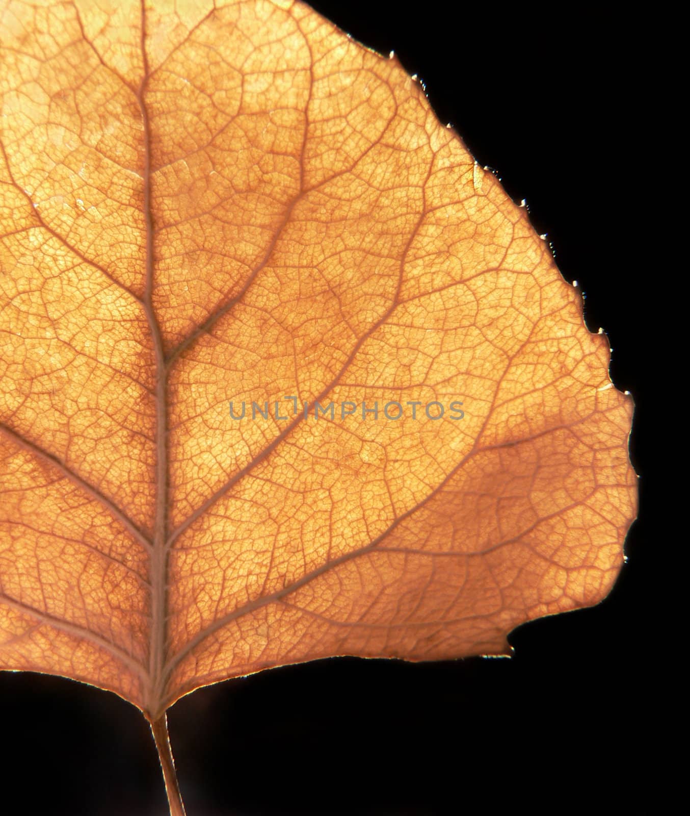 Aspen leaf backlit by the late afternoon sun.