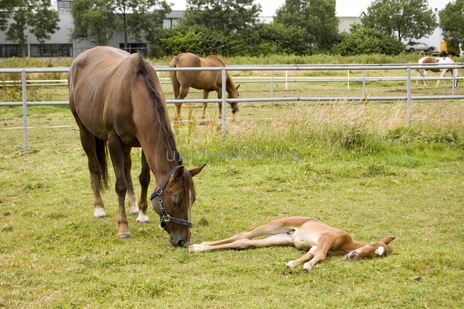 mother and foal sleeping