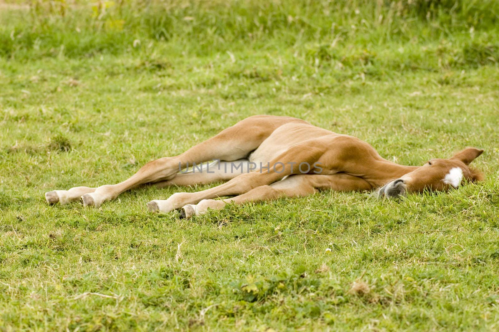 young foal laying in the grass by ladyminnie