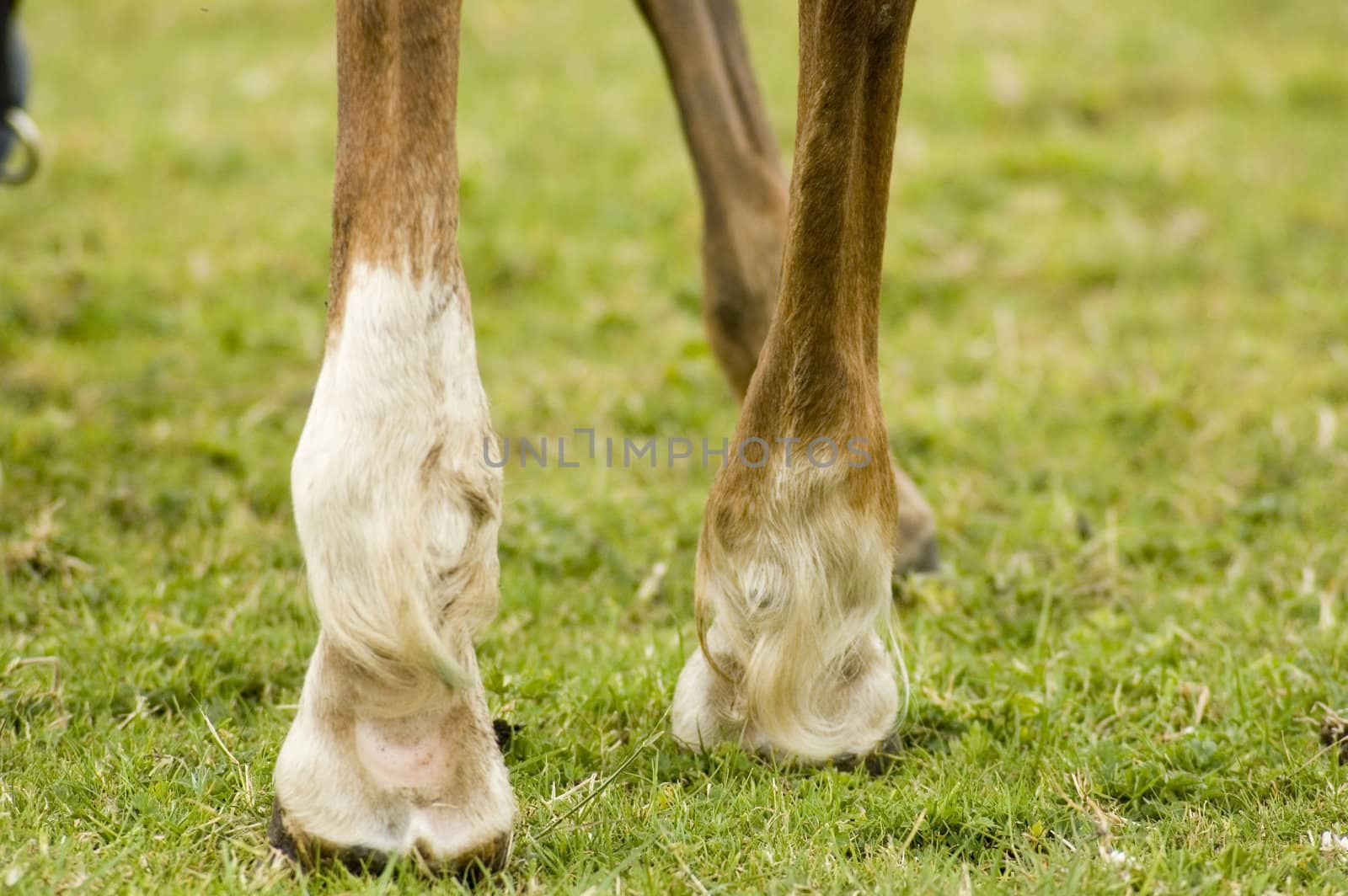 legs of a mare horse