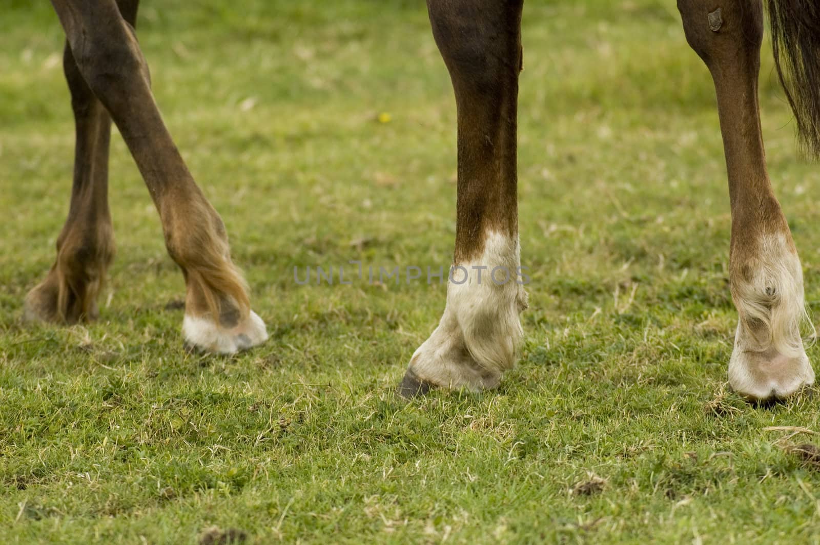 legs of a choconot mare by ladyminnie