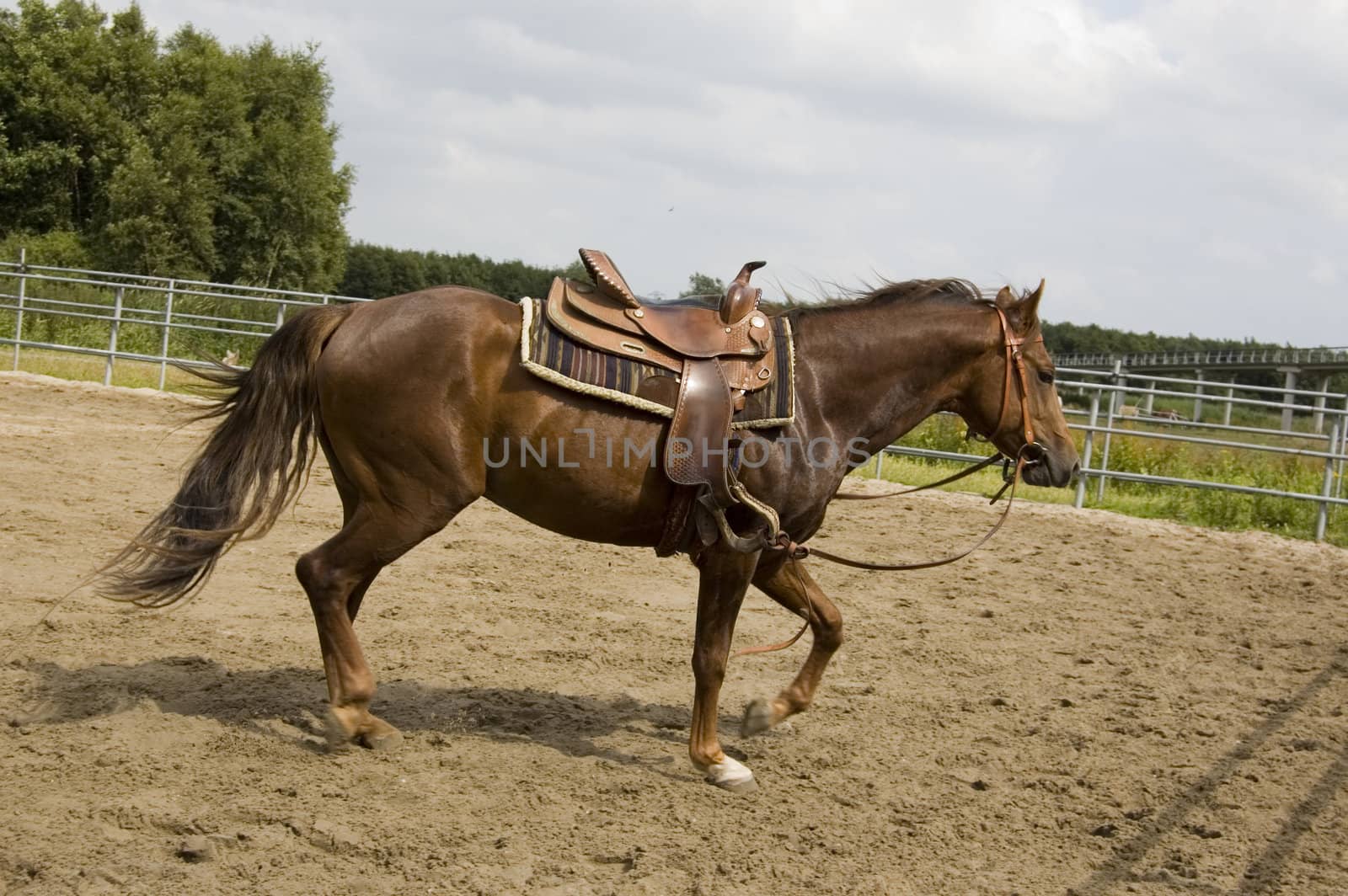 male horse with saddle on his back by ladyminnie
