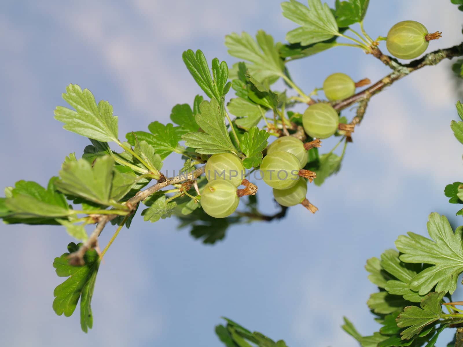 berries on branch by viviolsen