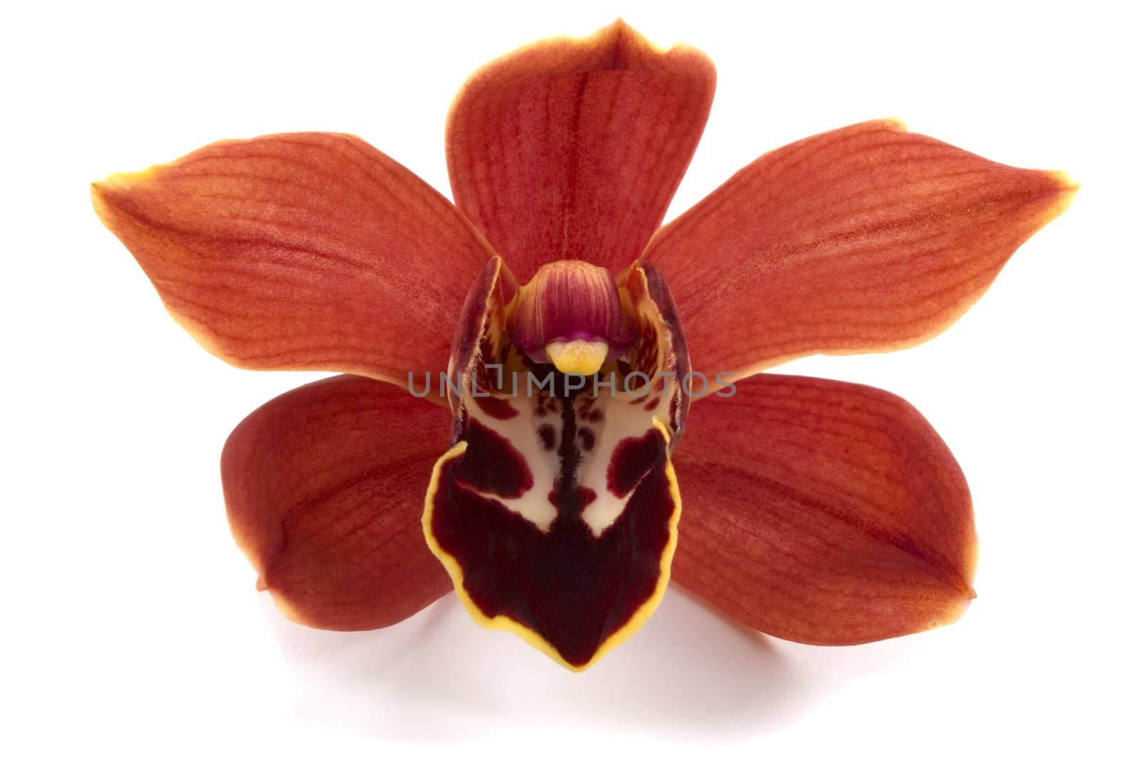 Orchid petal