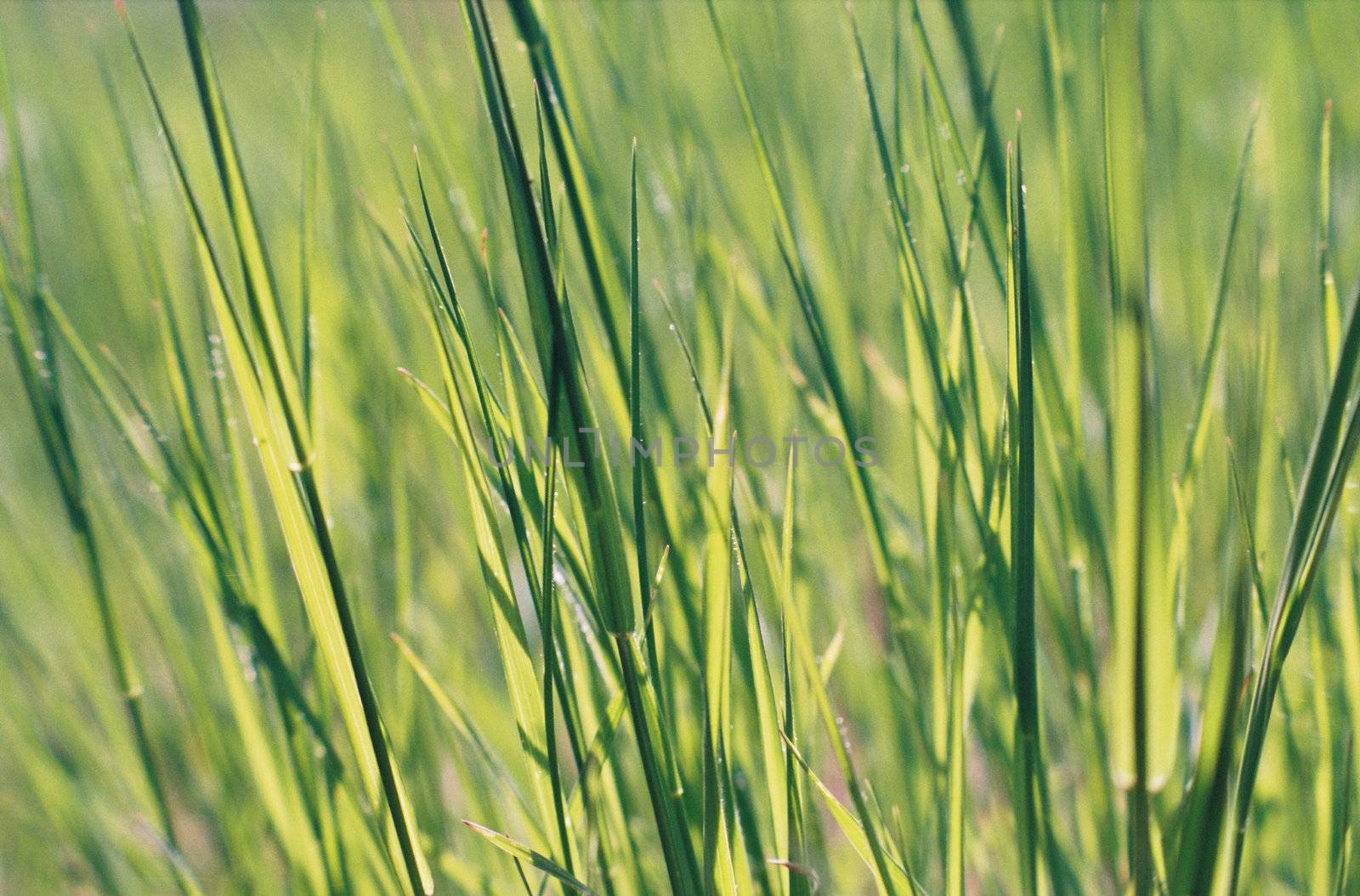 Tall green grass.
