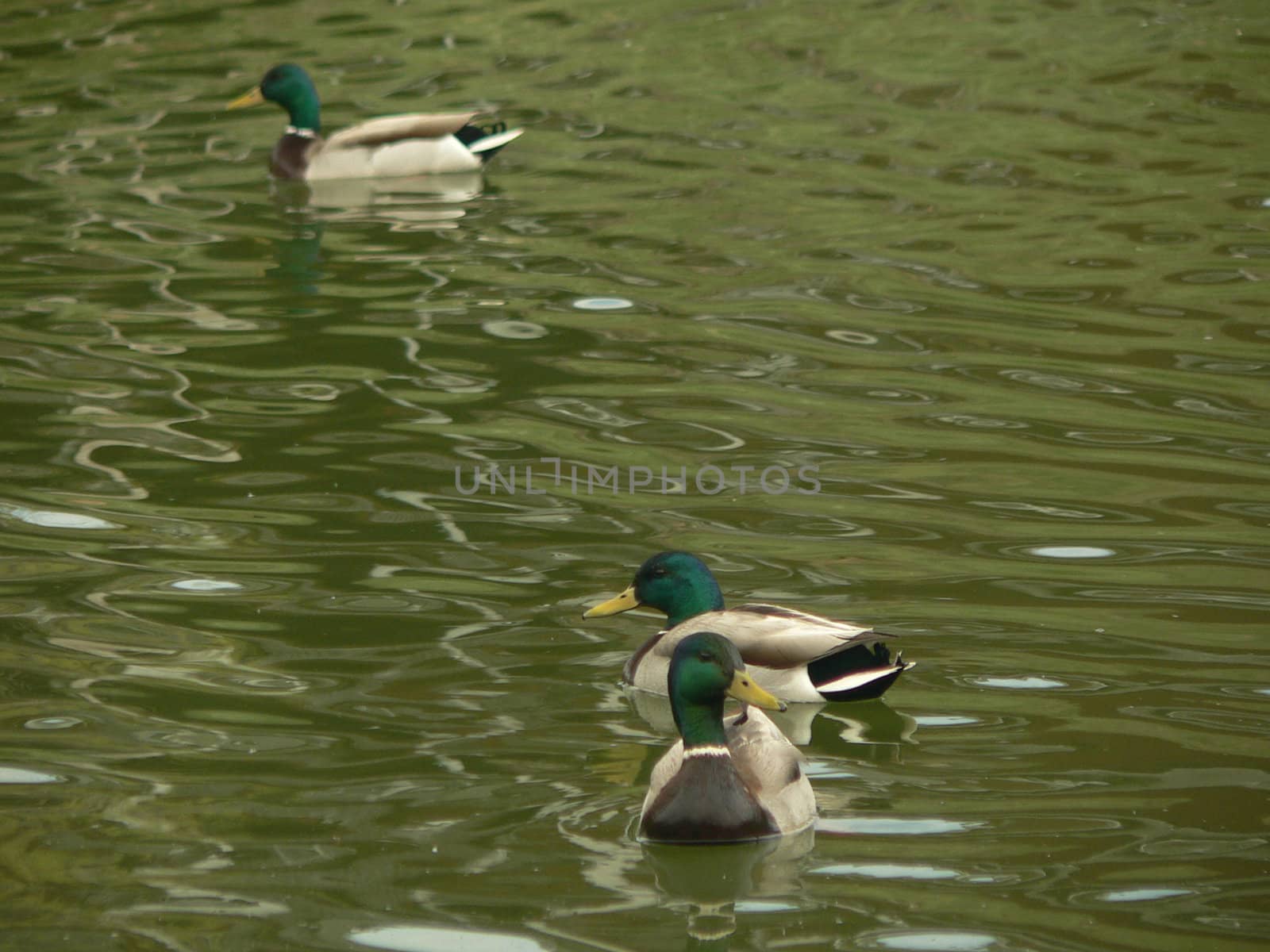Three Mallard Ducks by telecast