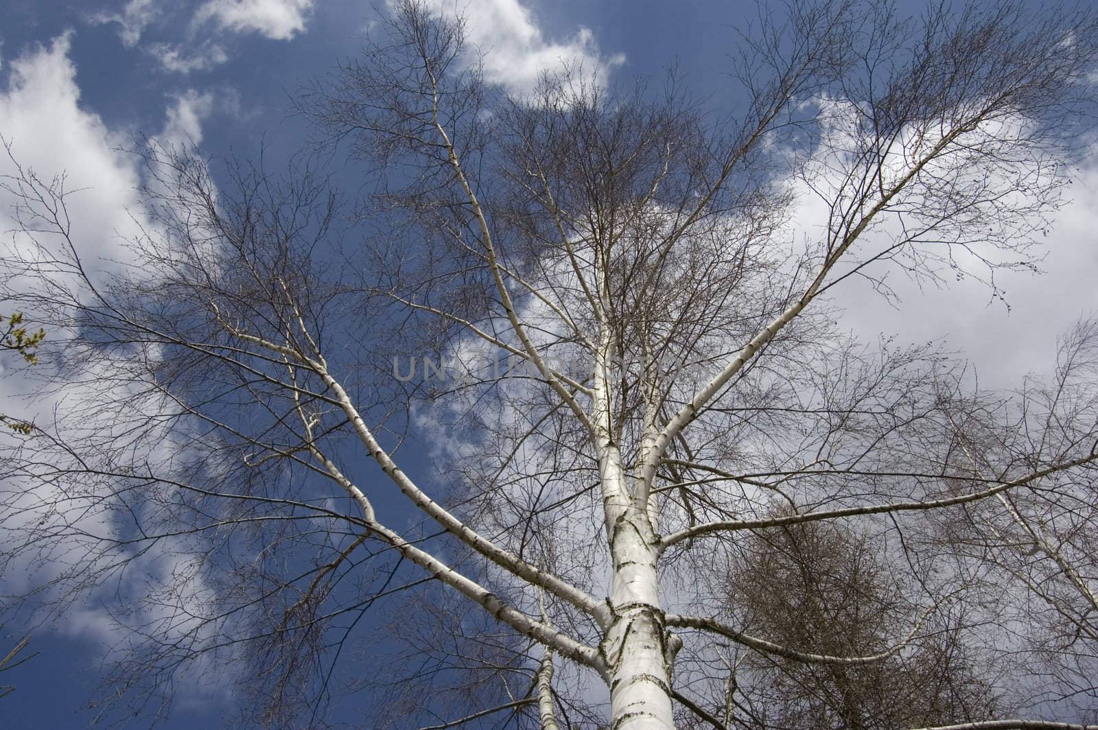 Tree in Spring by jol66