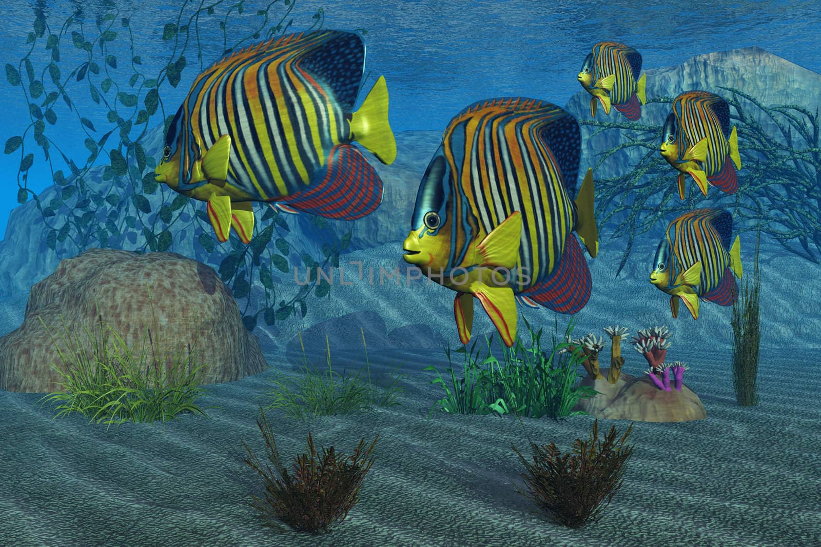 Beautiful Royal Angelfish shimmer with their gorgeous colors near a coral reef.
