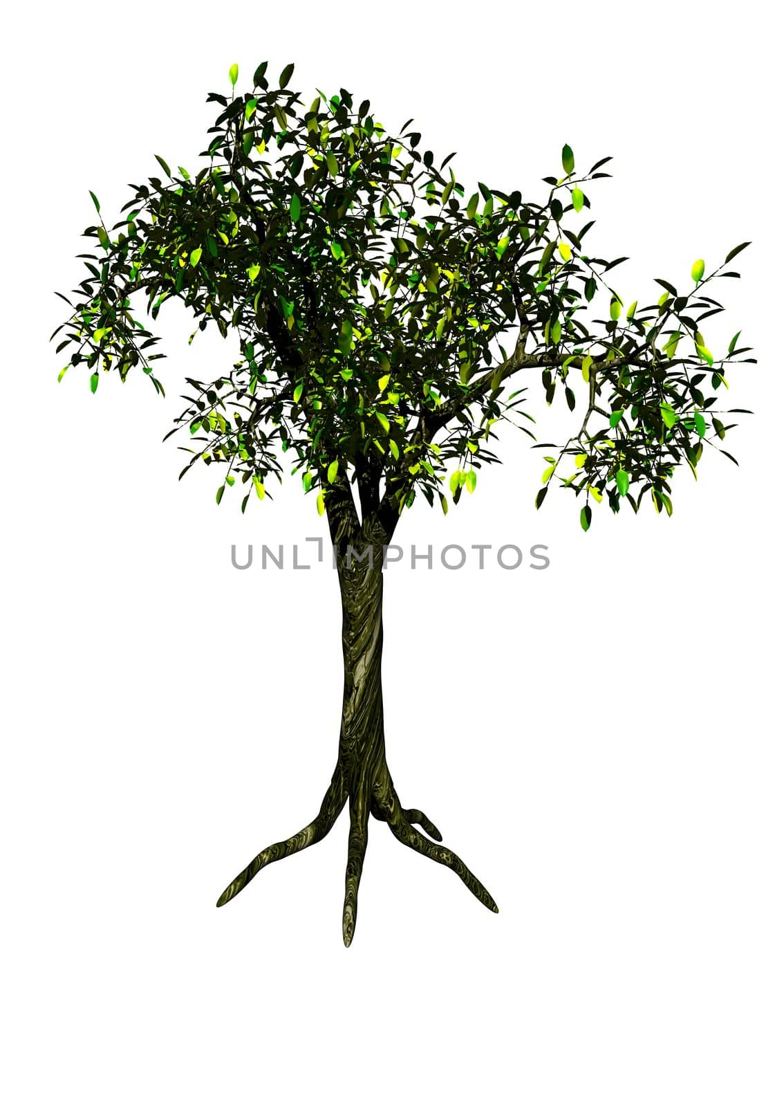 Acacia tree isolated on white background