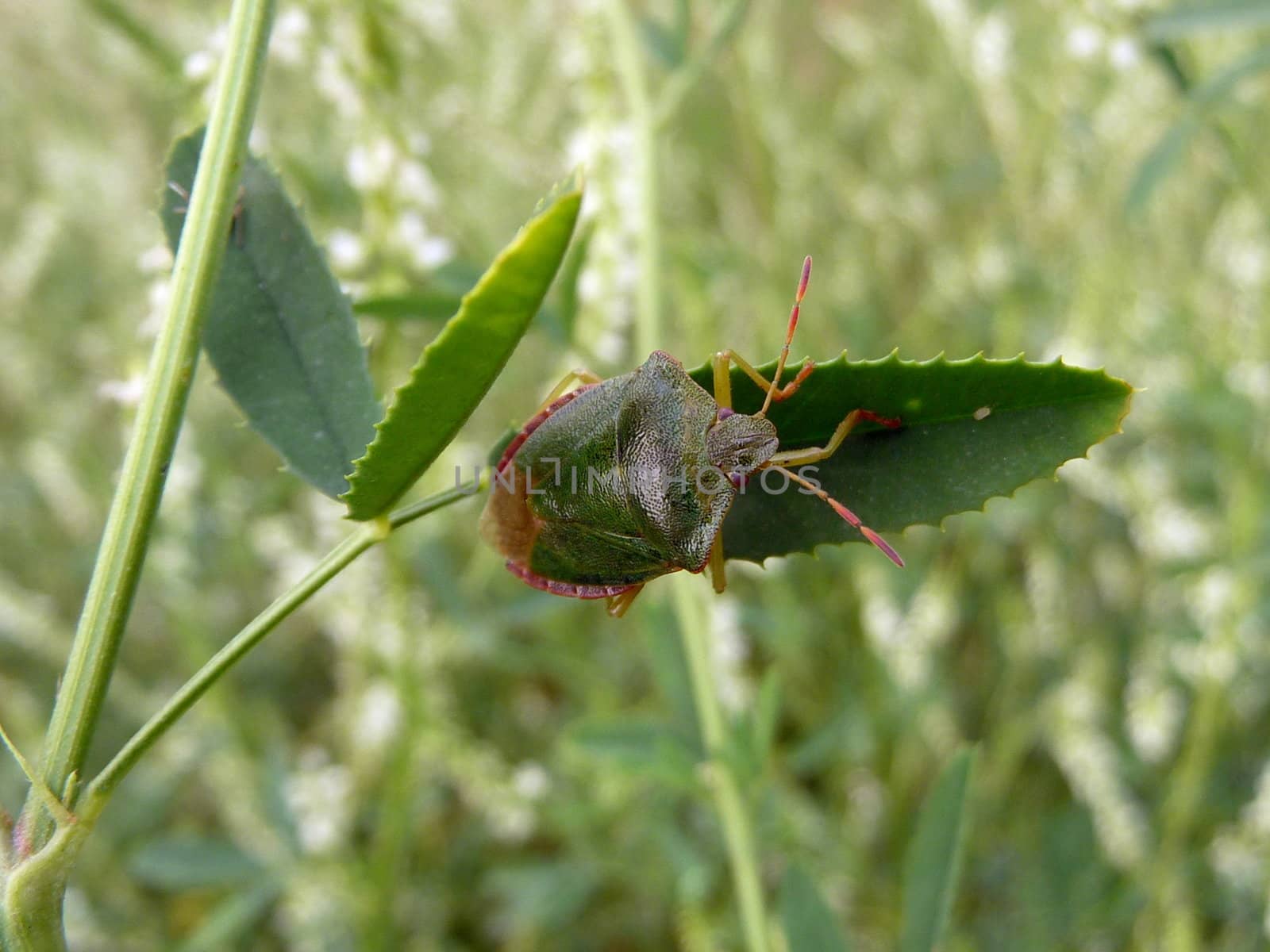 Forest bug on leaf by tomatto