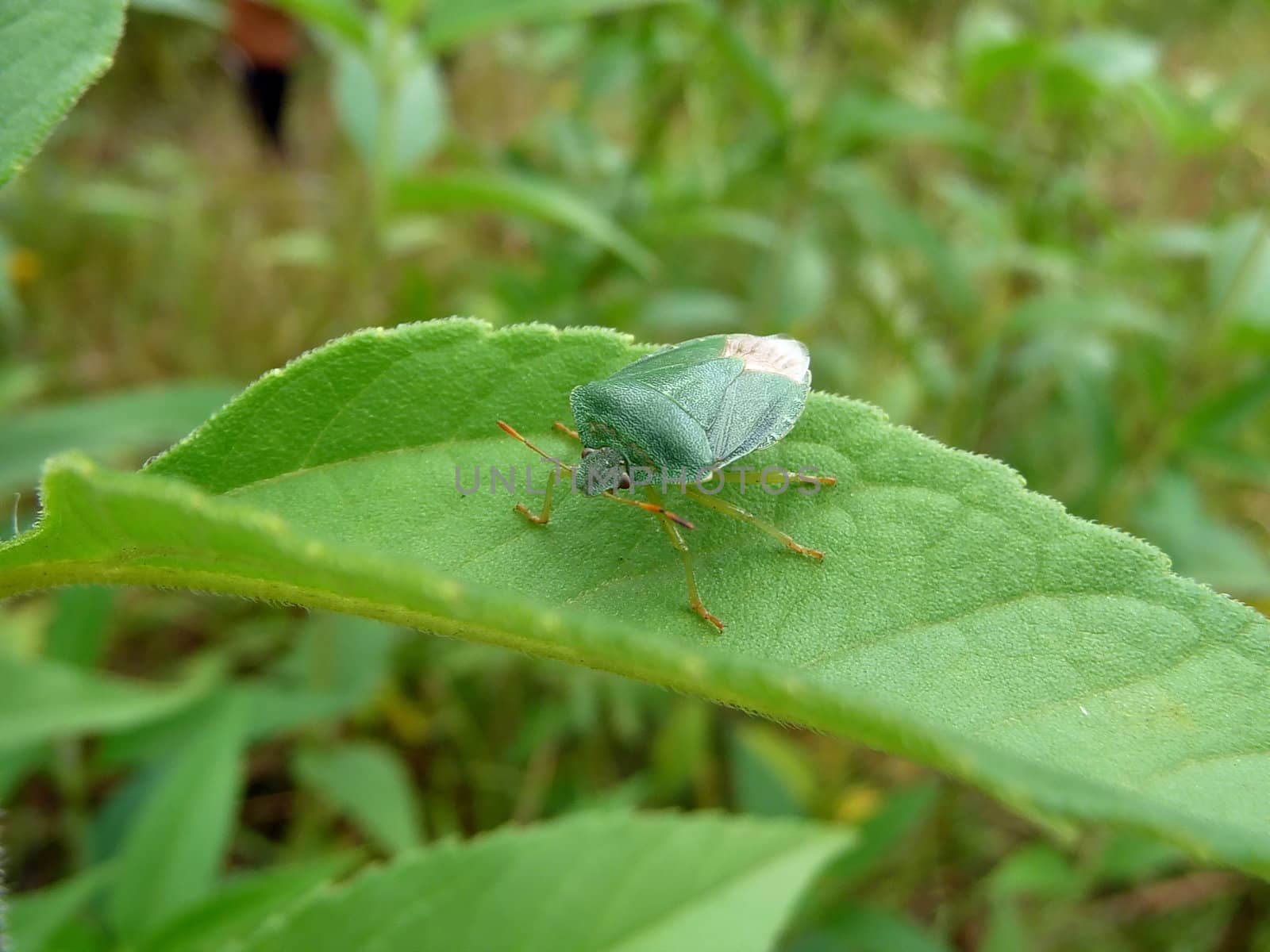 Usual green forest bug sits on the leaf