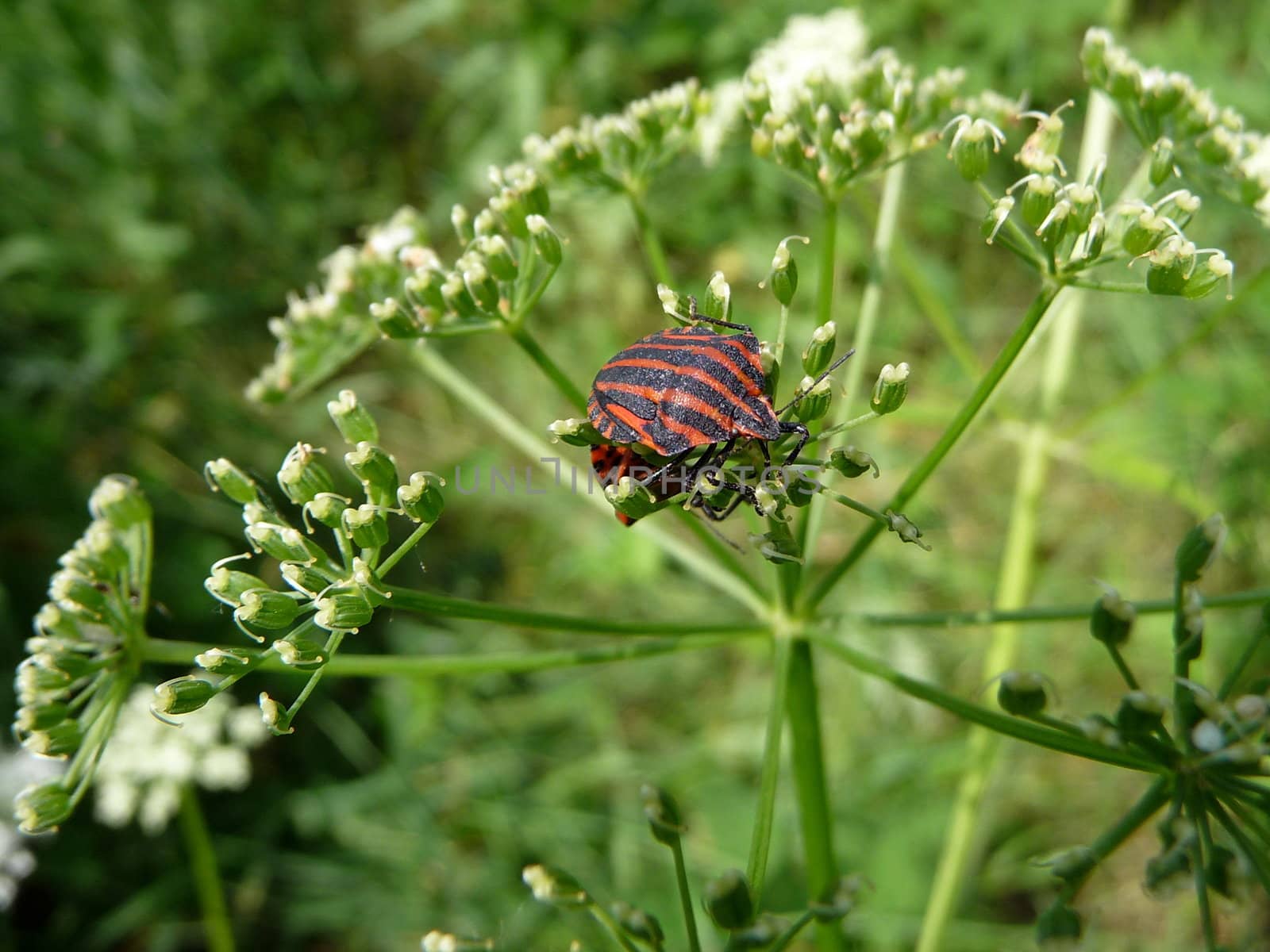 Striped colored forest bug on the plant