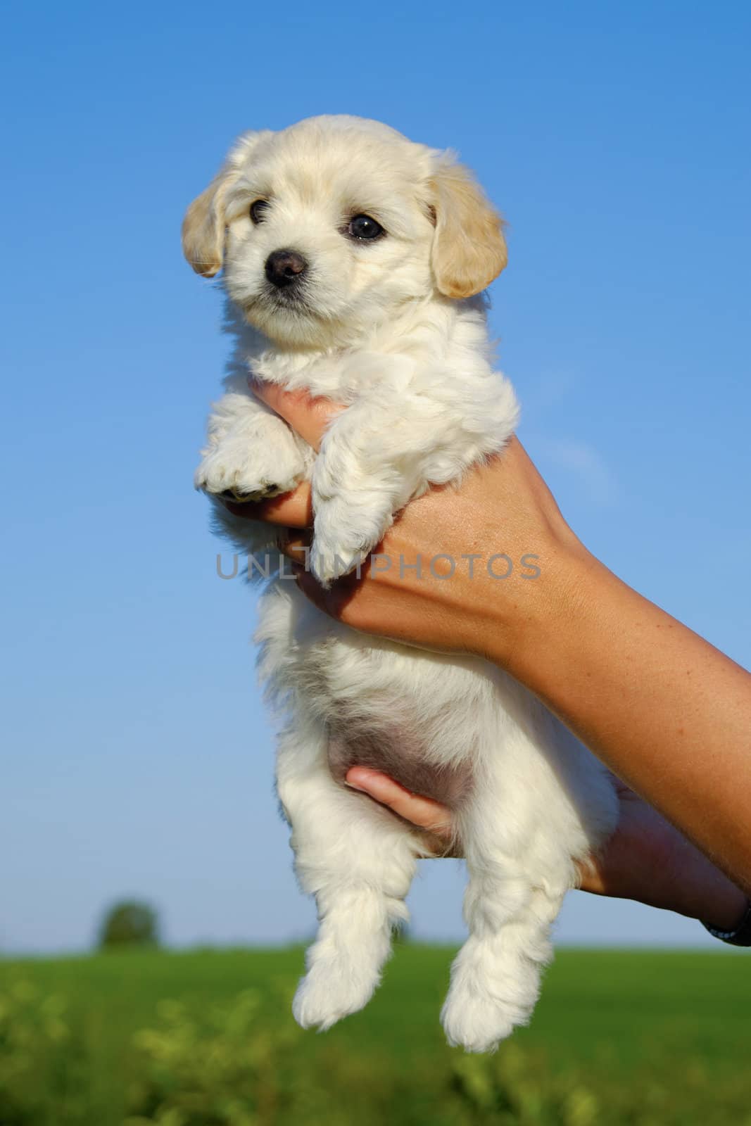 A person is holding a sweet puppy. 