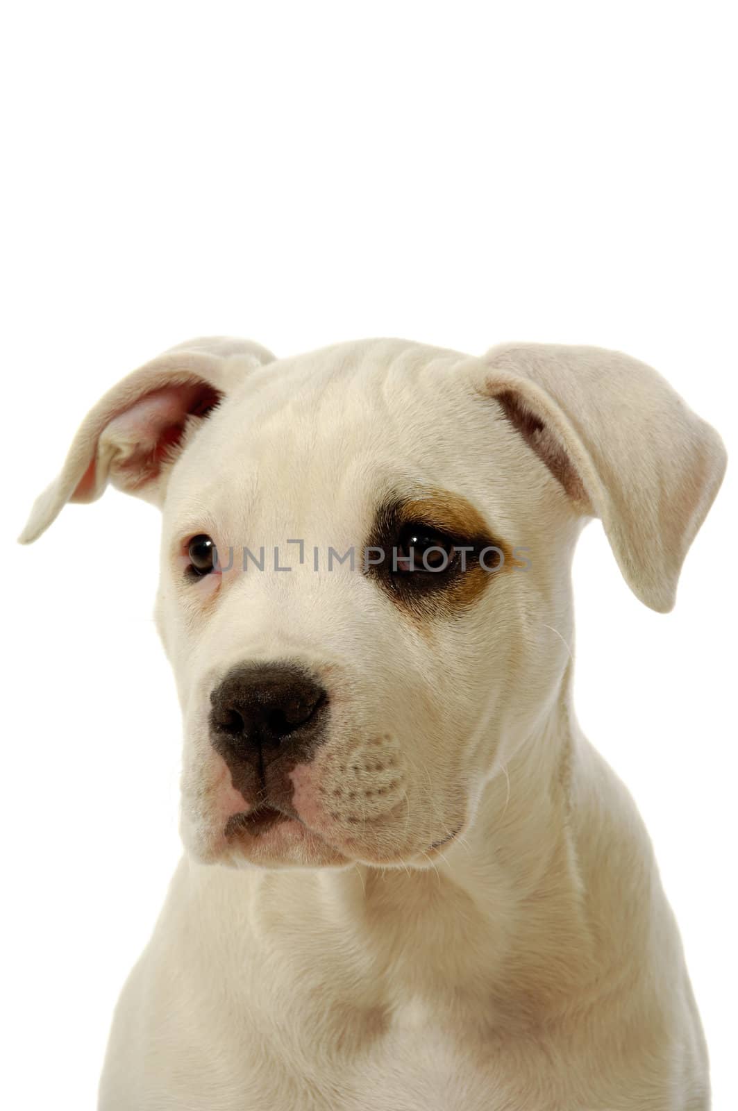 Sweet puppy on a clean white background