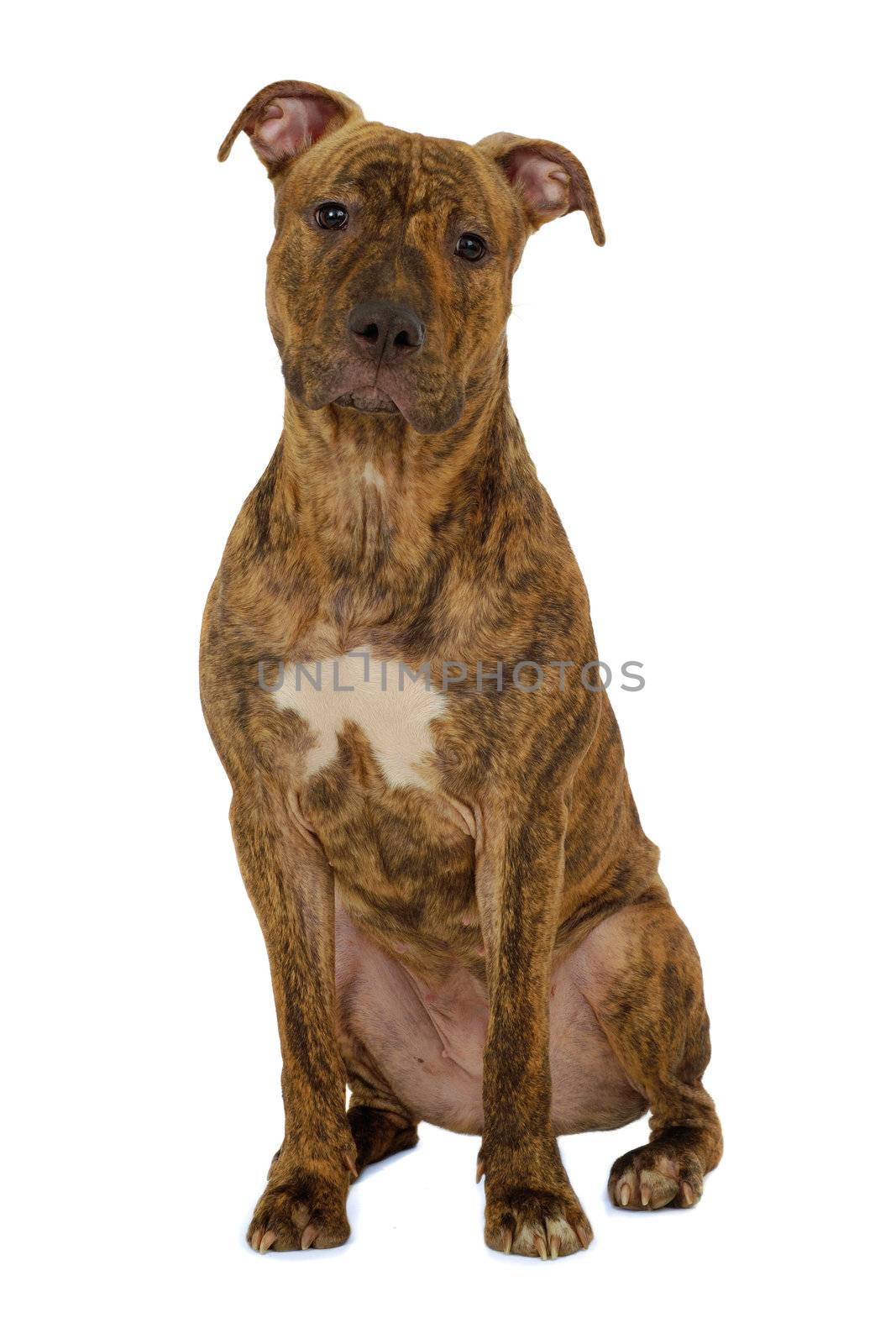 Staffordshire terrier dog by cfoto