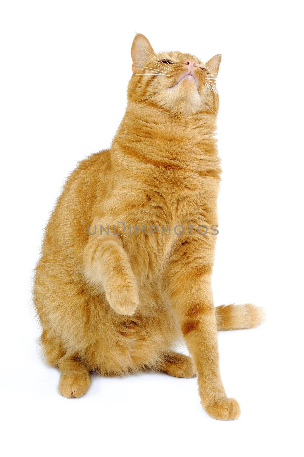 A cat is sitting on a clean white background