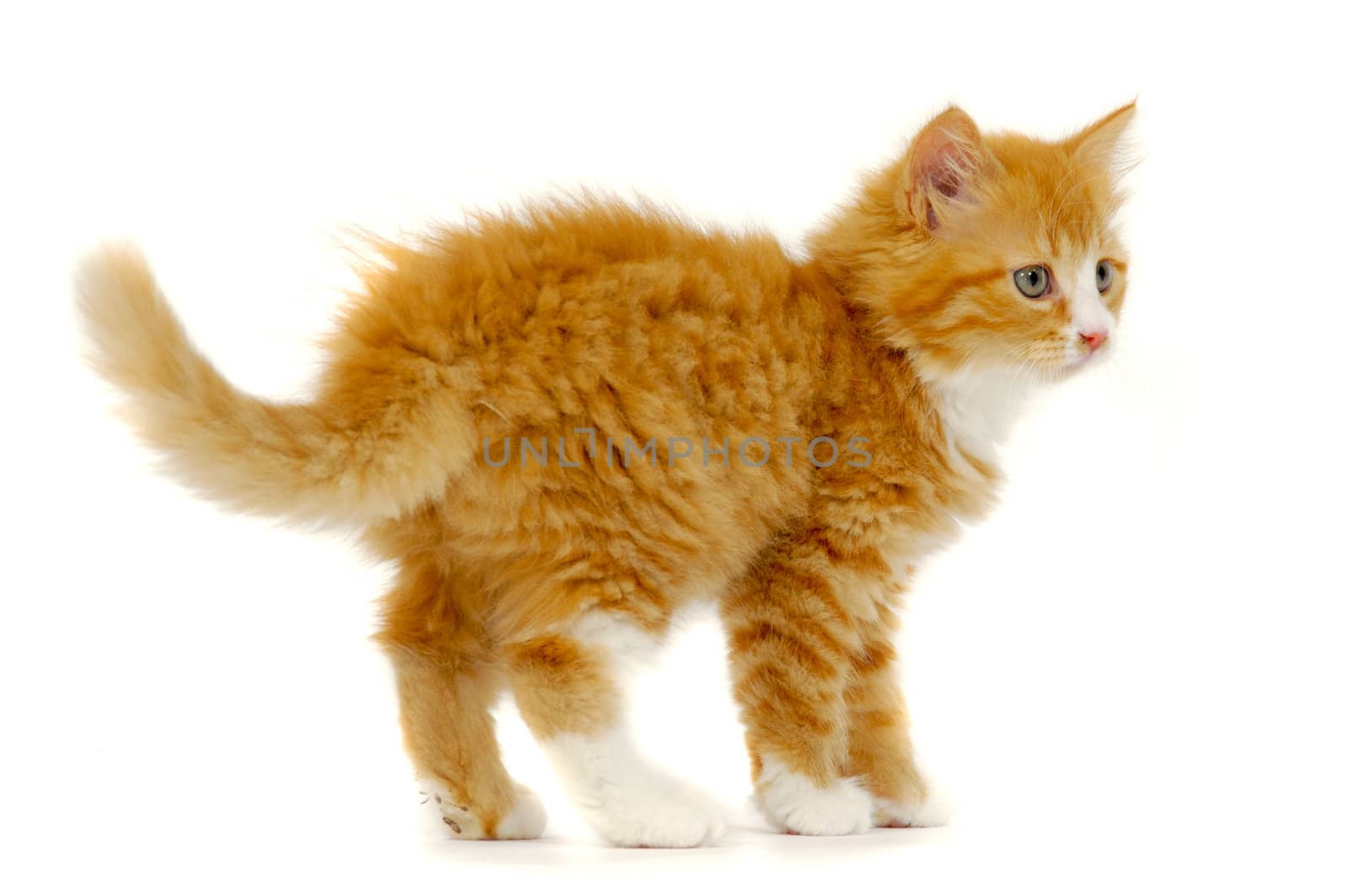 Red cat kitten is standign on a white background