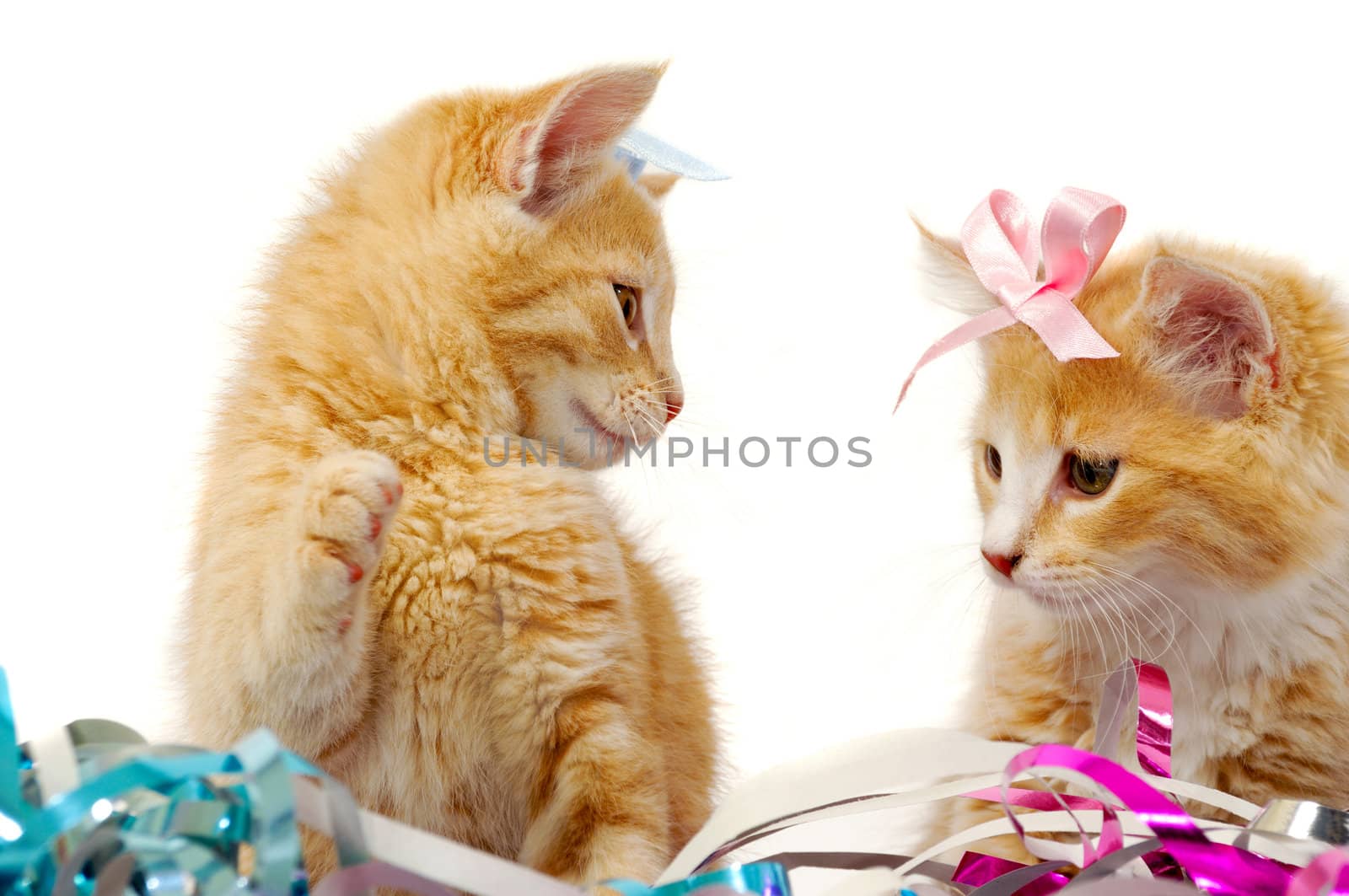 Sweet cat kittens with bows are playing in confetti