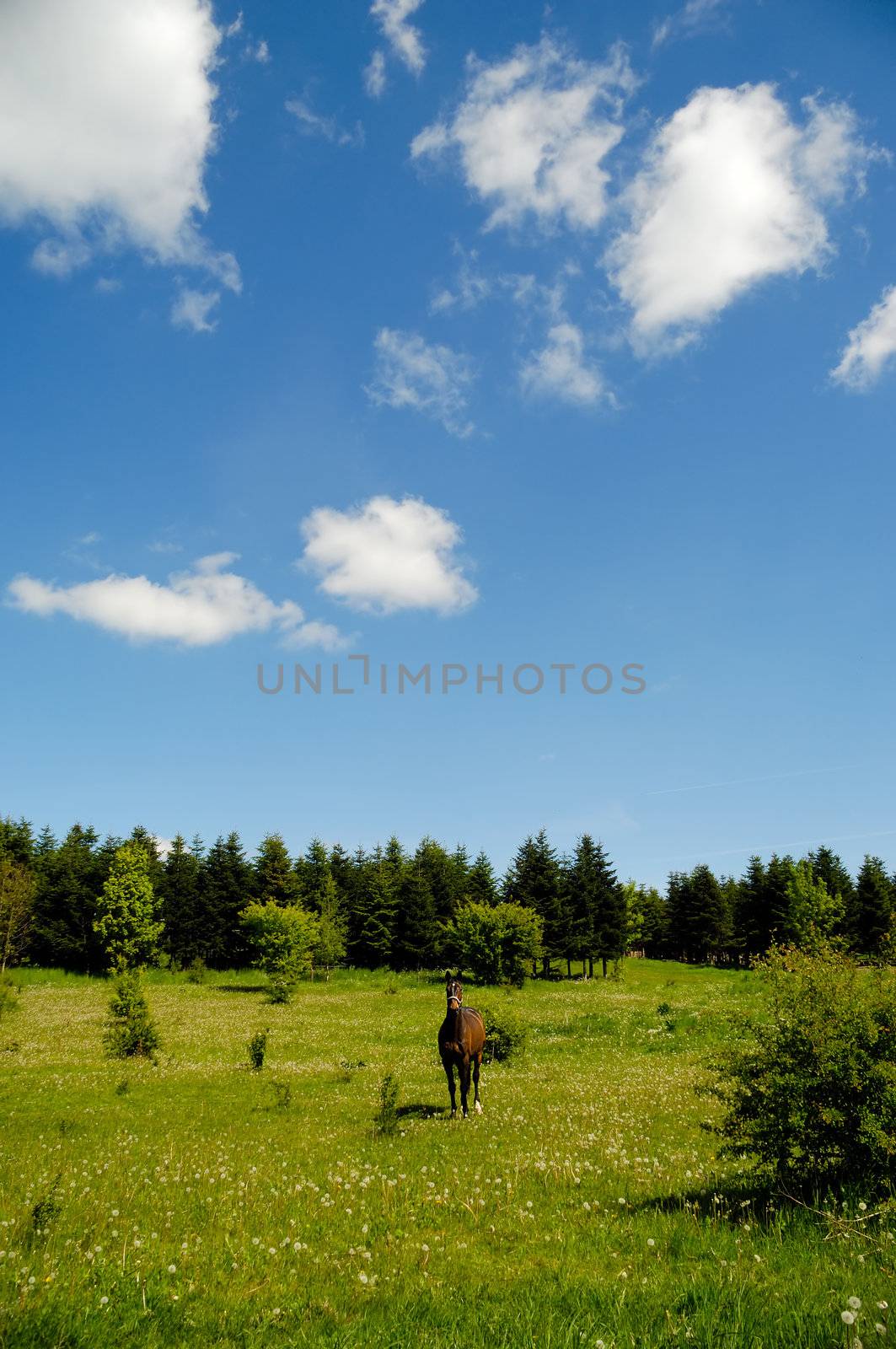 A horse is standing on a green medaow, at a summer day, with trees in the background.