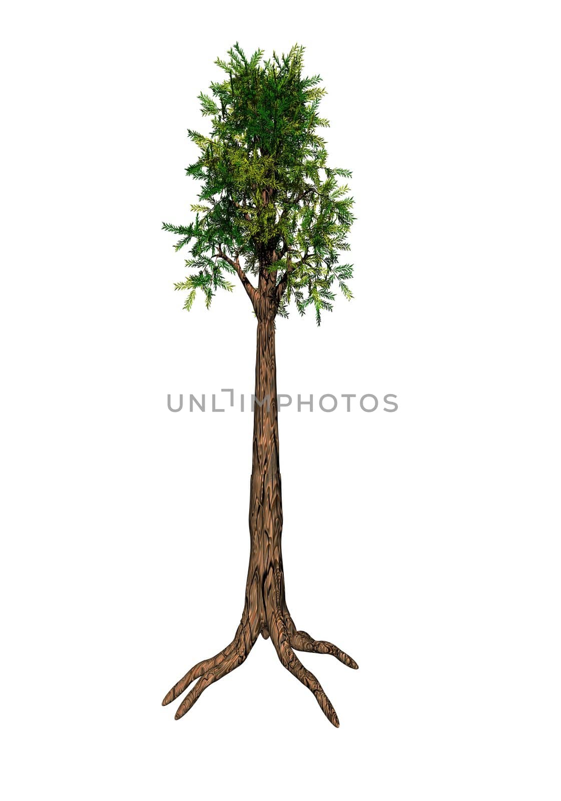 Sequoia tree isolated on white background