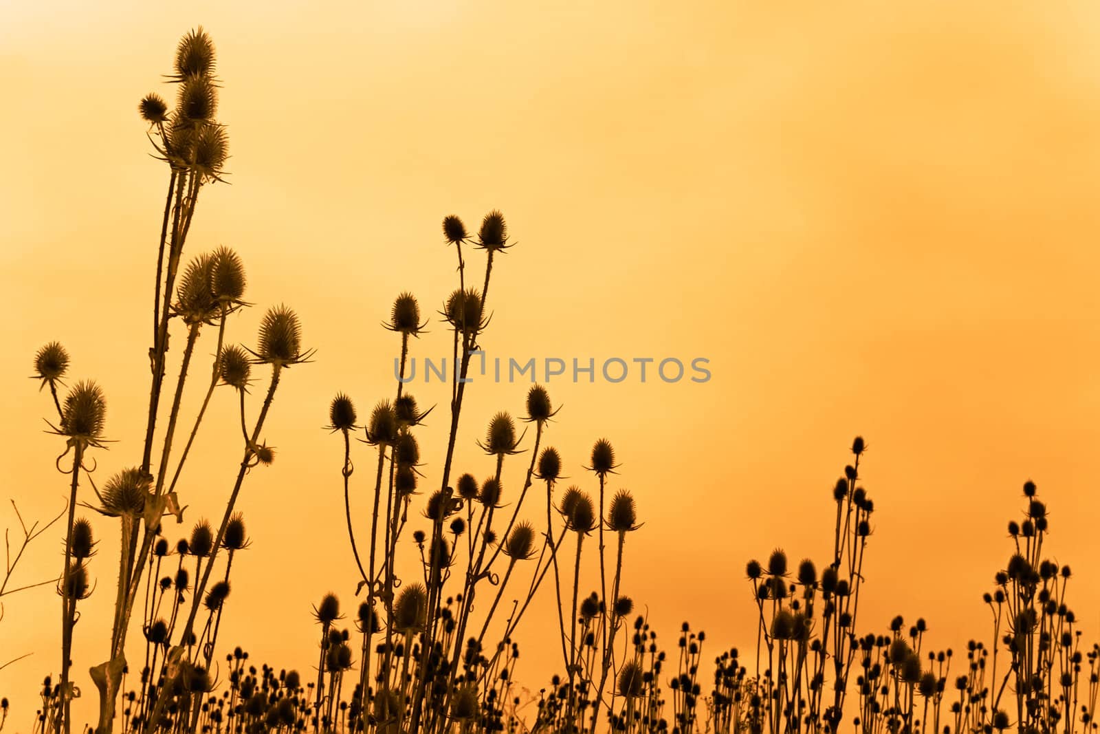 A field of dried teasel flowers against funereal sky. Sepia