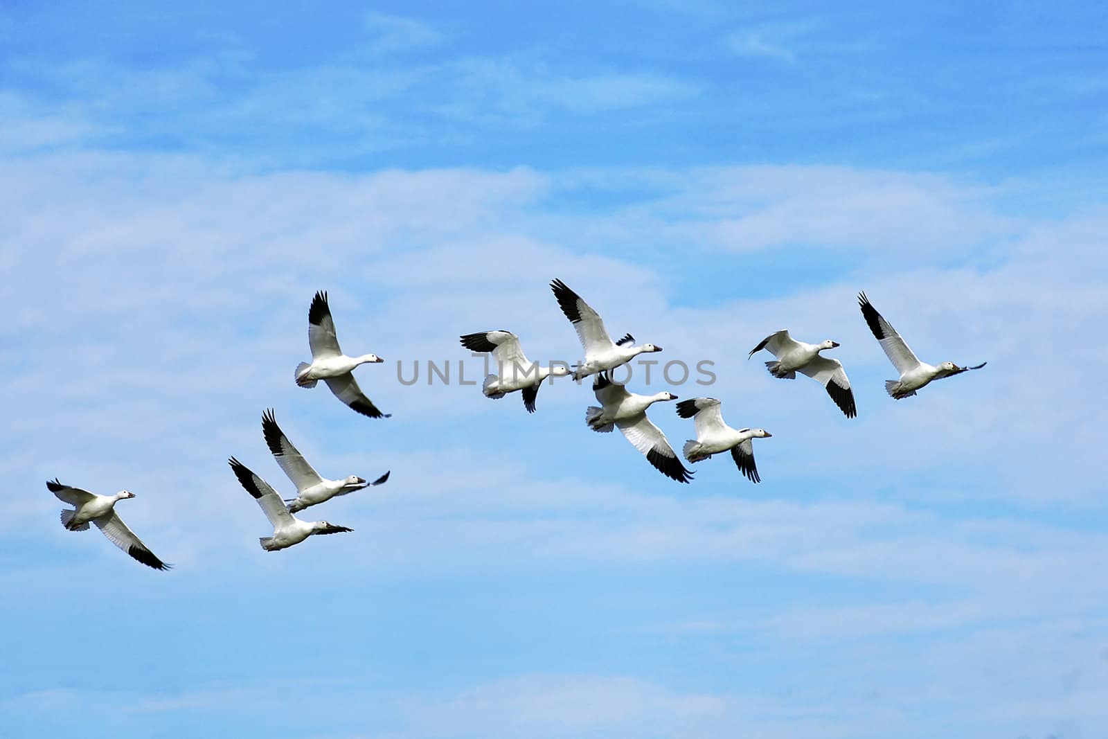 Beautiful snow geese in flight by Mirage3