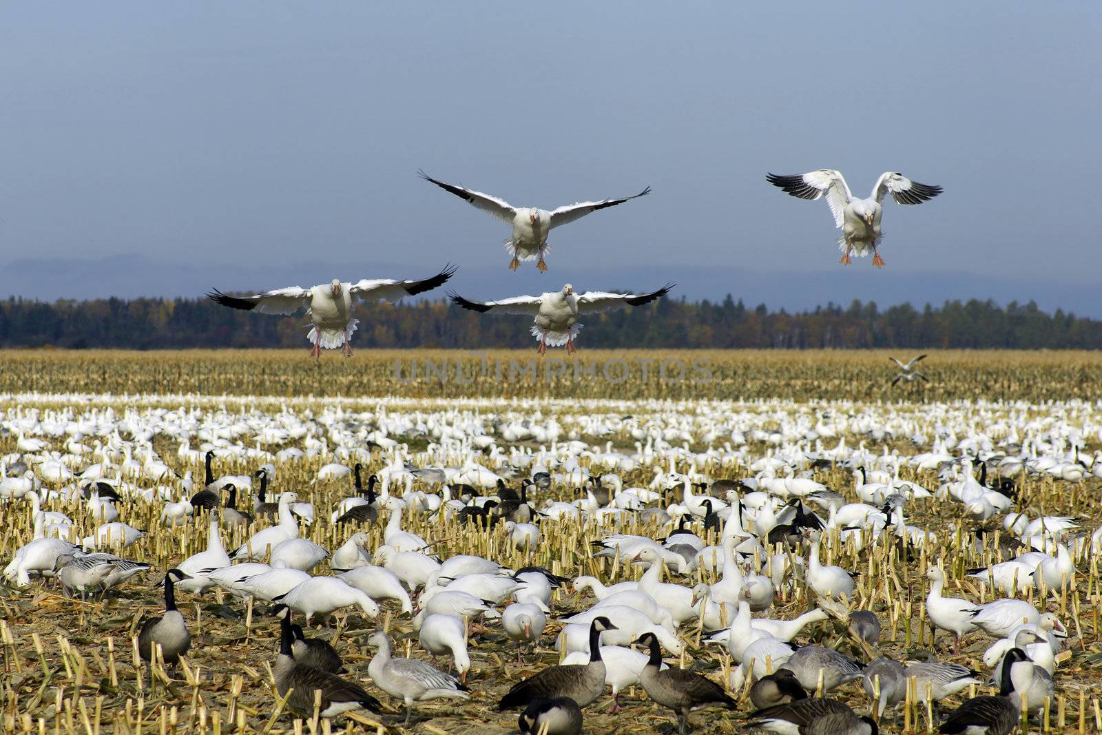 Snow geese landing among other snow and canadian geese feeding and resting in a cut corn field on their way south during fall migration in North america.
