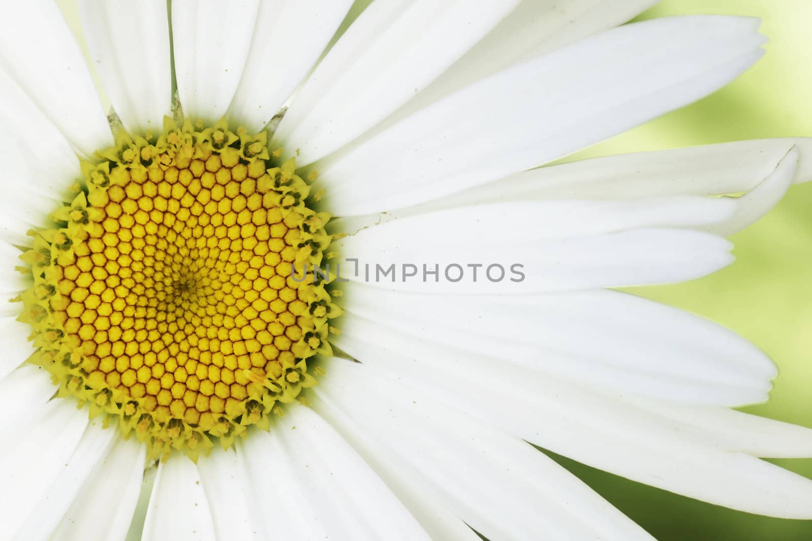 Artistic take on a common flower: High key subdued daisy's macro with very low color saturation.