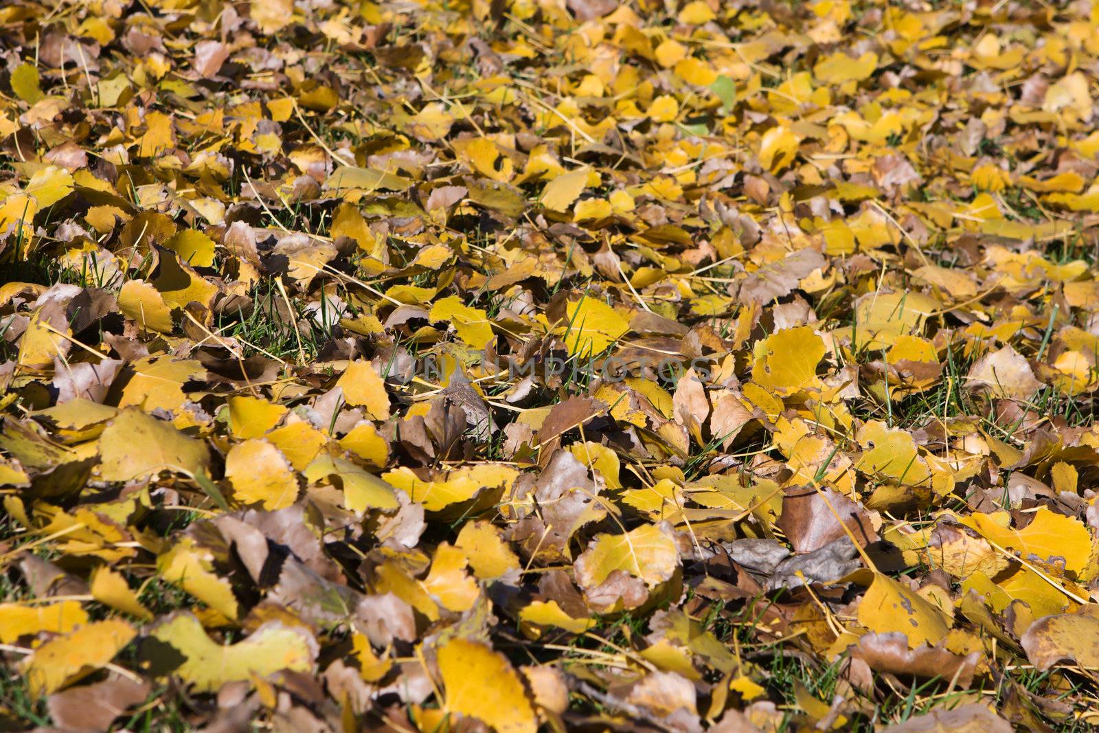 Background of yellow autumn leaves on the ground.