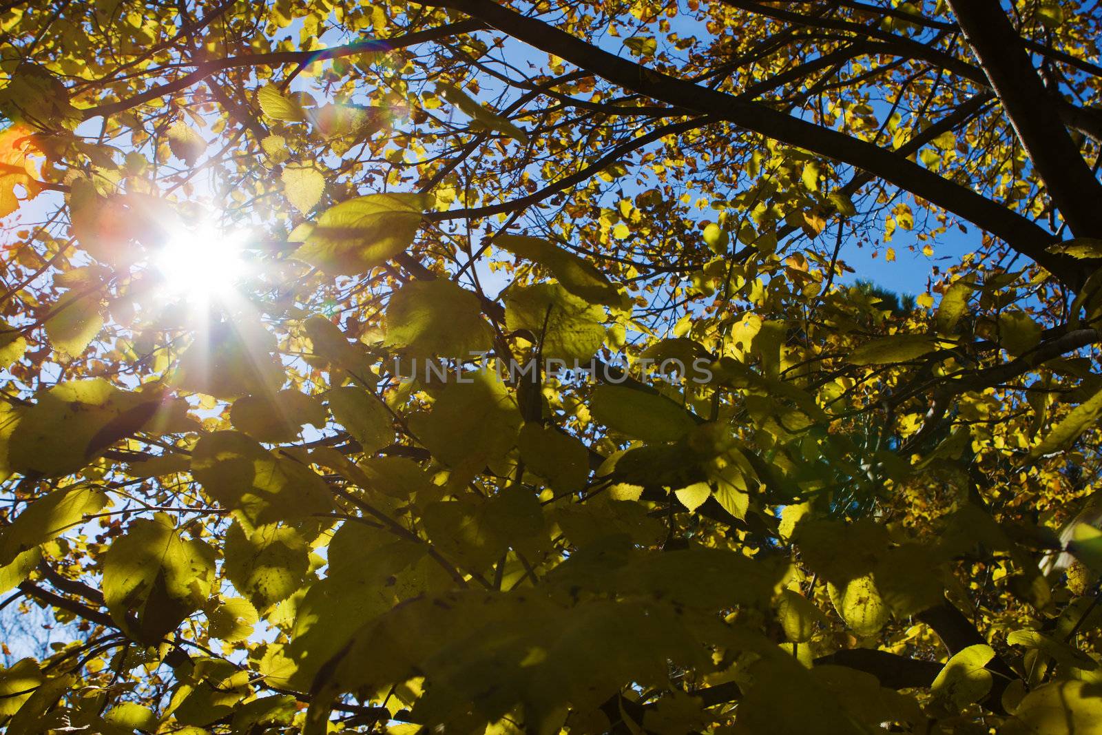 Sun rays through autumn tree. by Coffee999