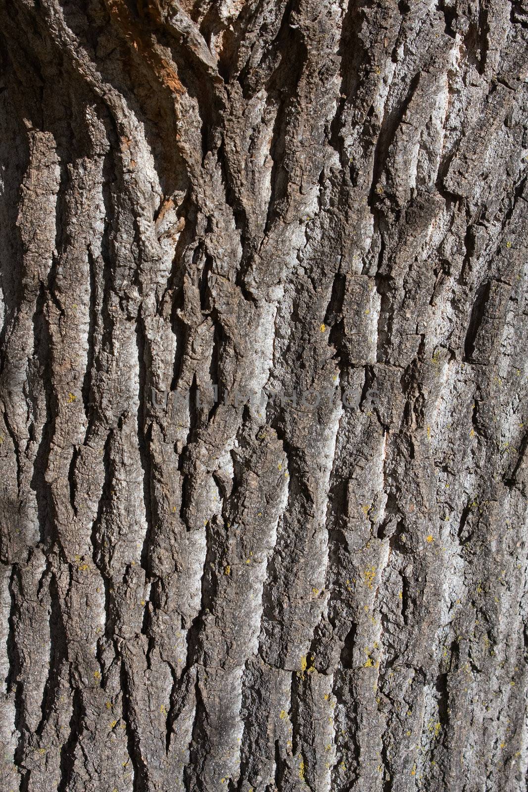 Background of bark on an old tree.
