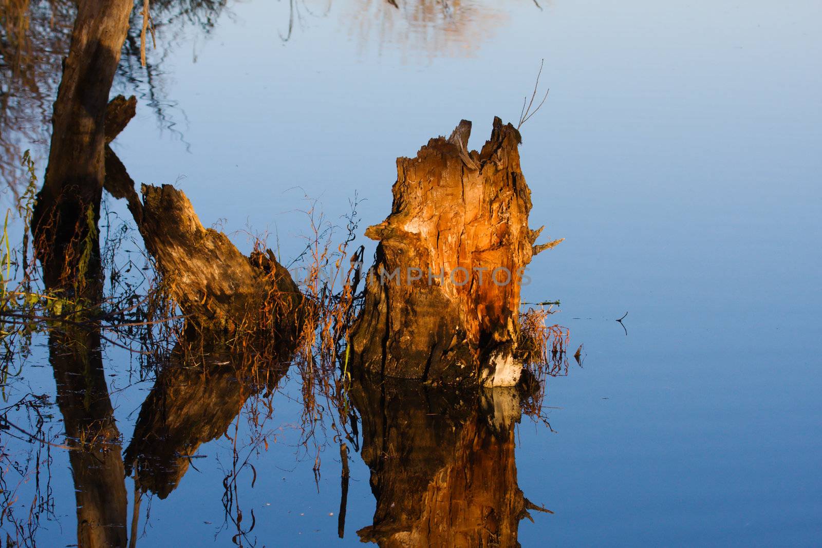 Tree Stump rising out of the water in a Swamp.